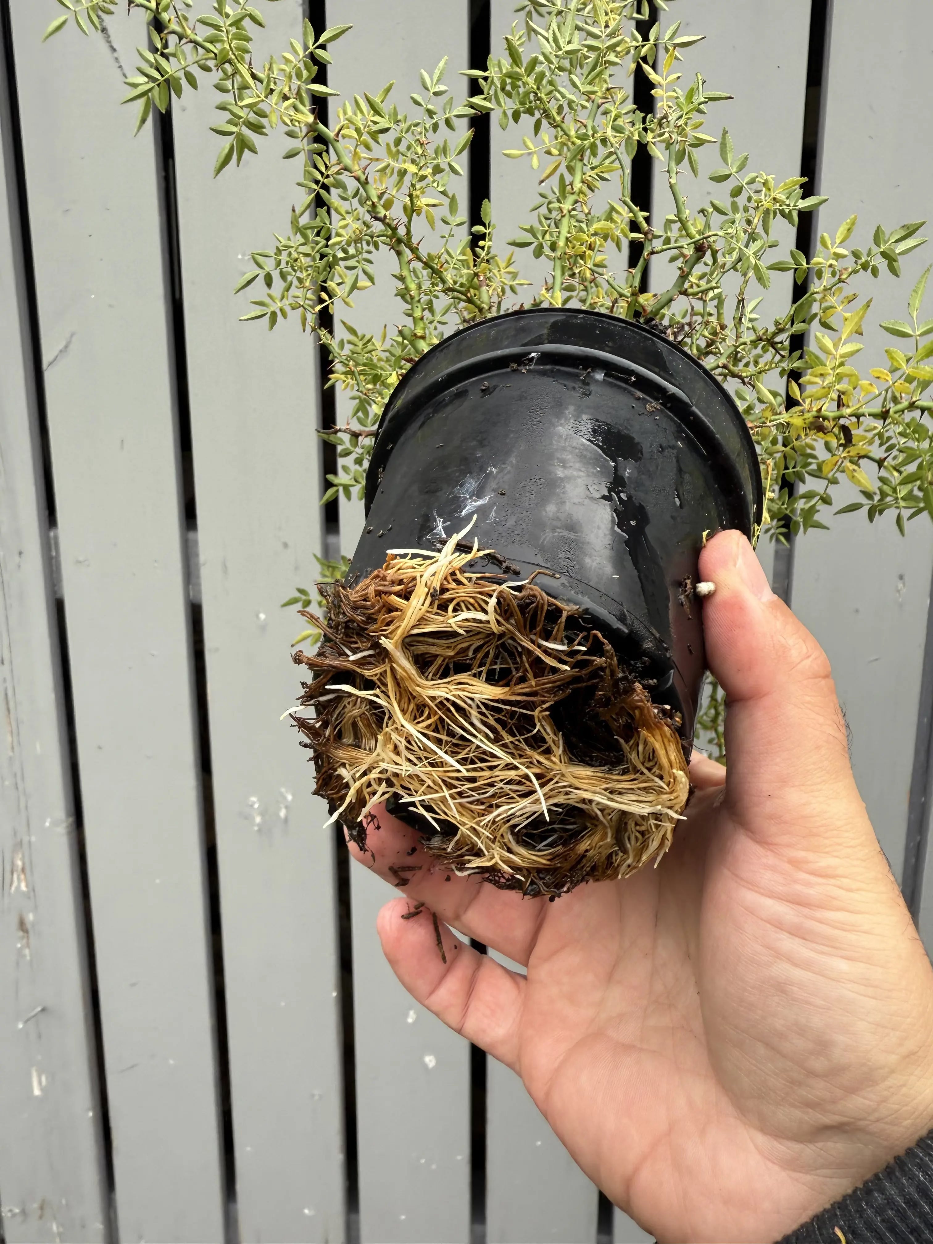 Rosa #2 Canada Bonsai