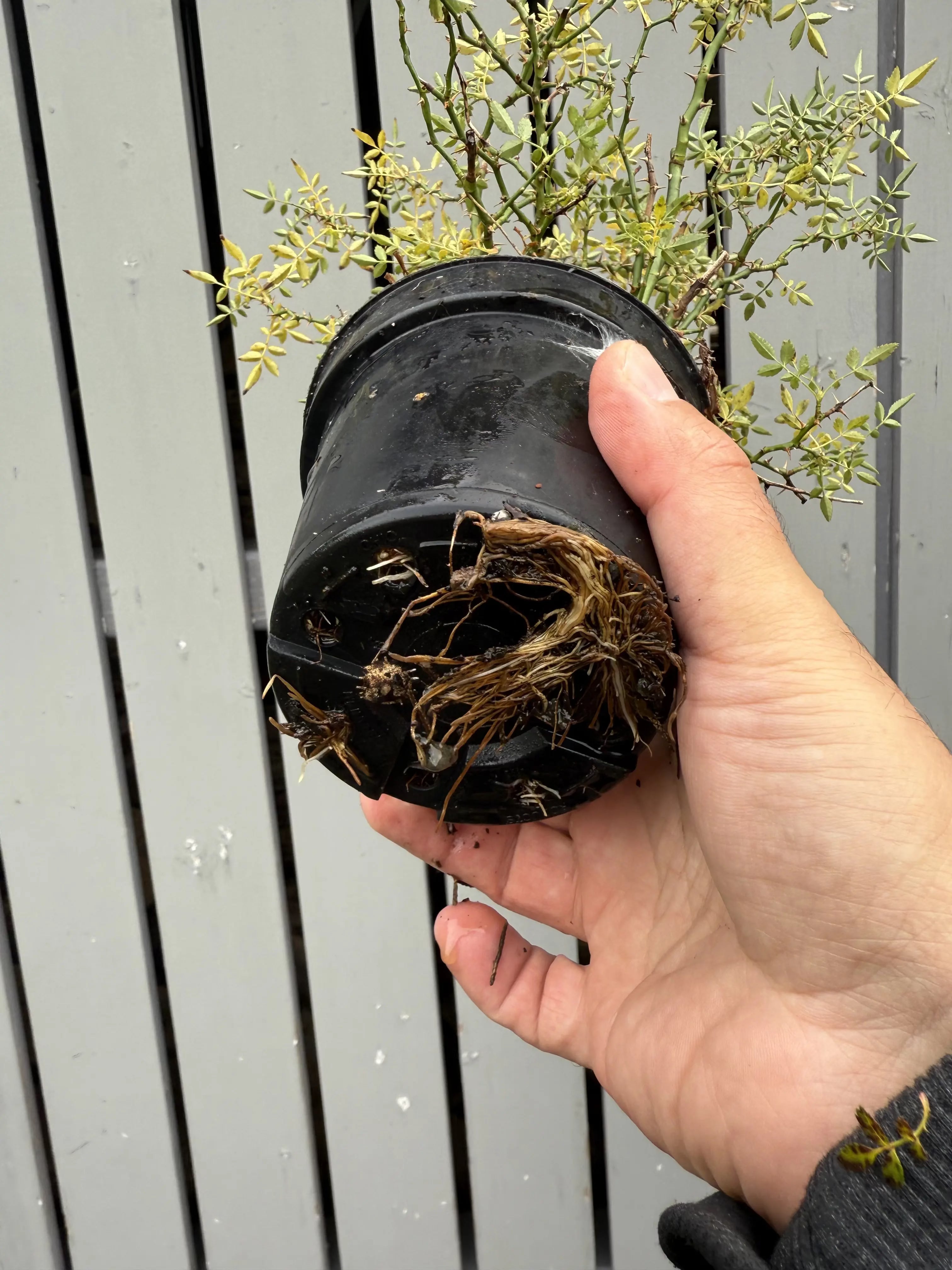 Rosa #3 Canada Bonsai