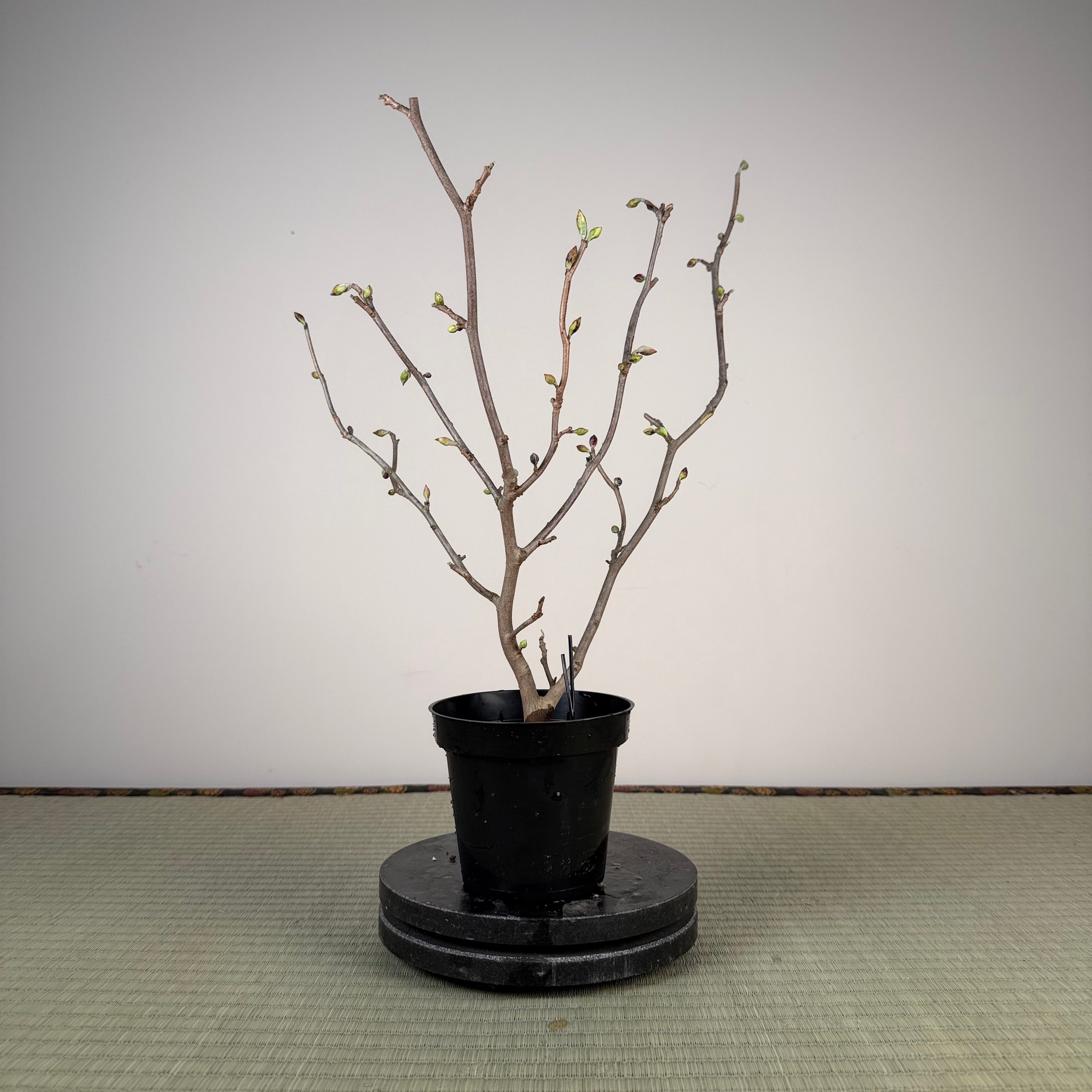 Corylopsis spicata