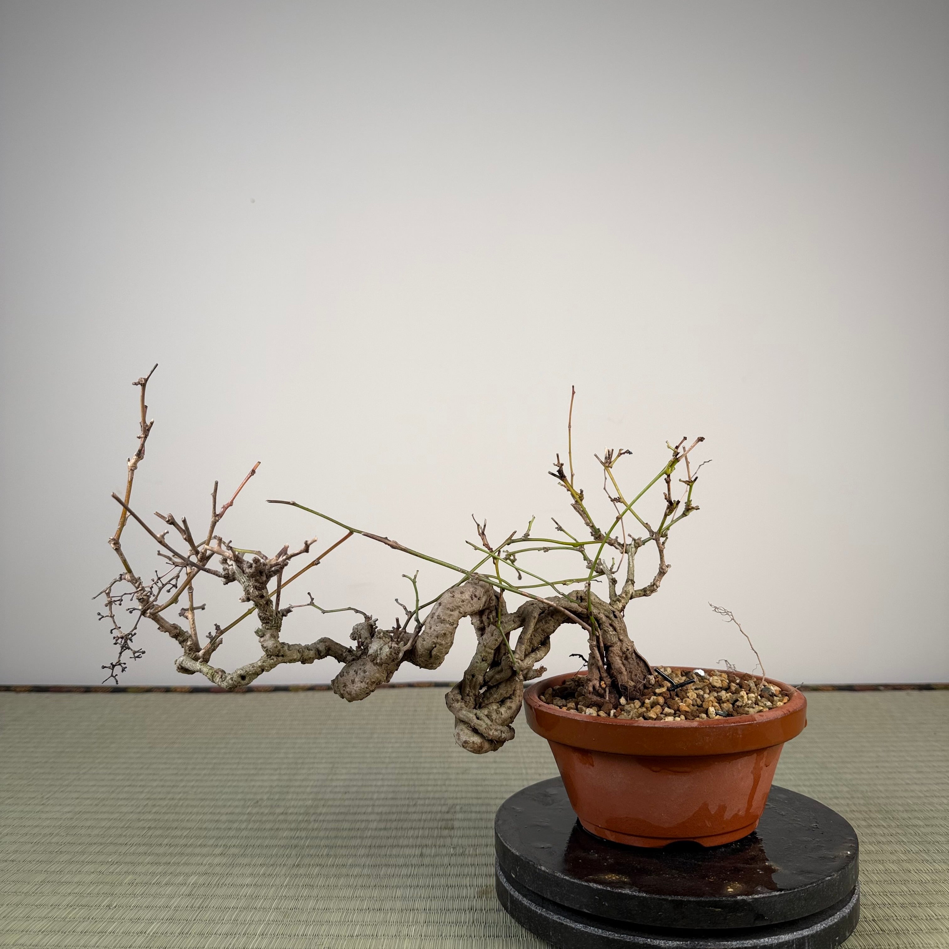 Cocculus orbiculatus