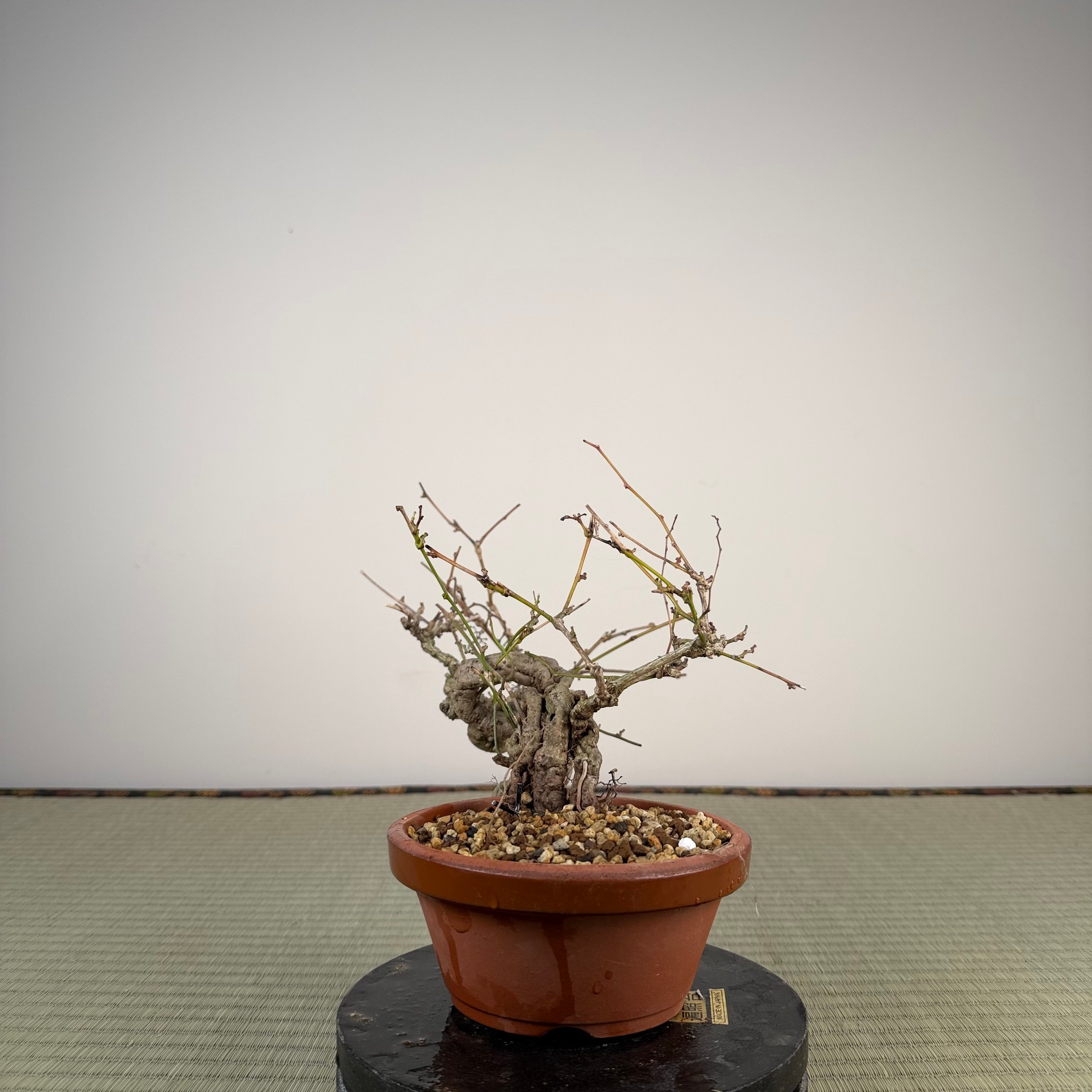 Cocculus orbiculatus