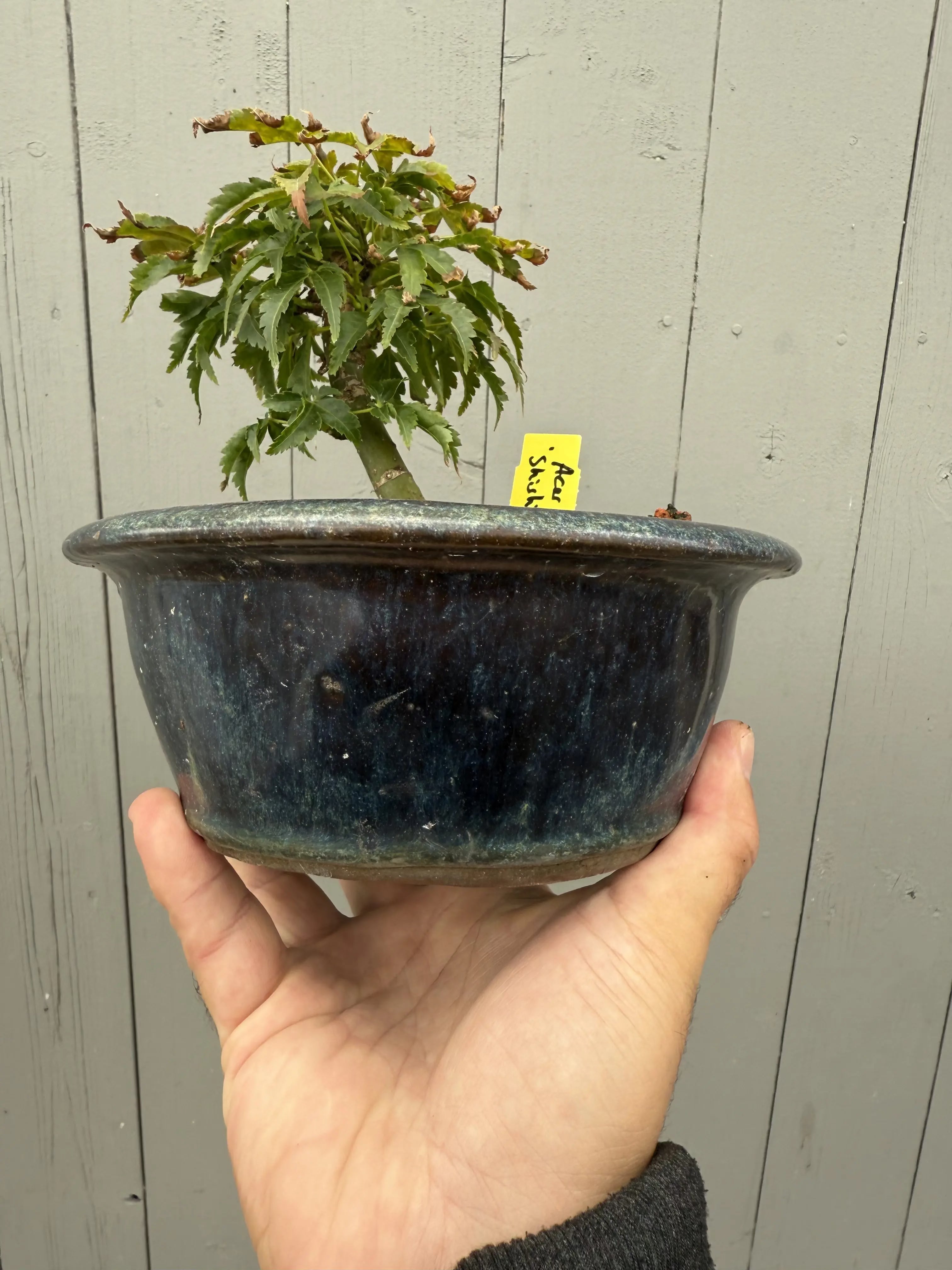 Acer palmatum 'Shishigashira' Canada Bonsai