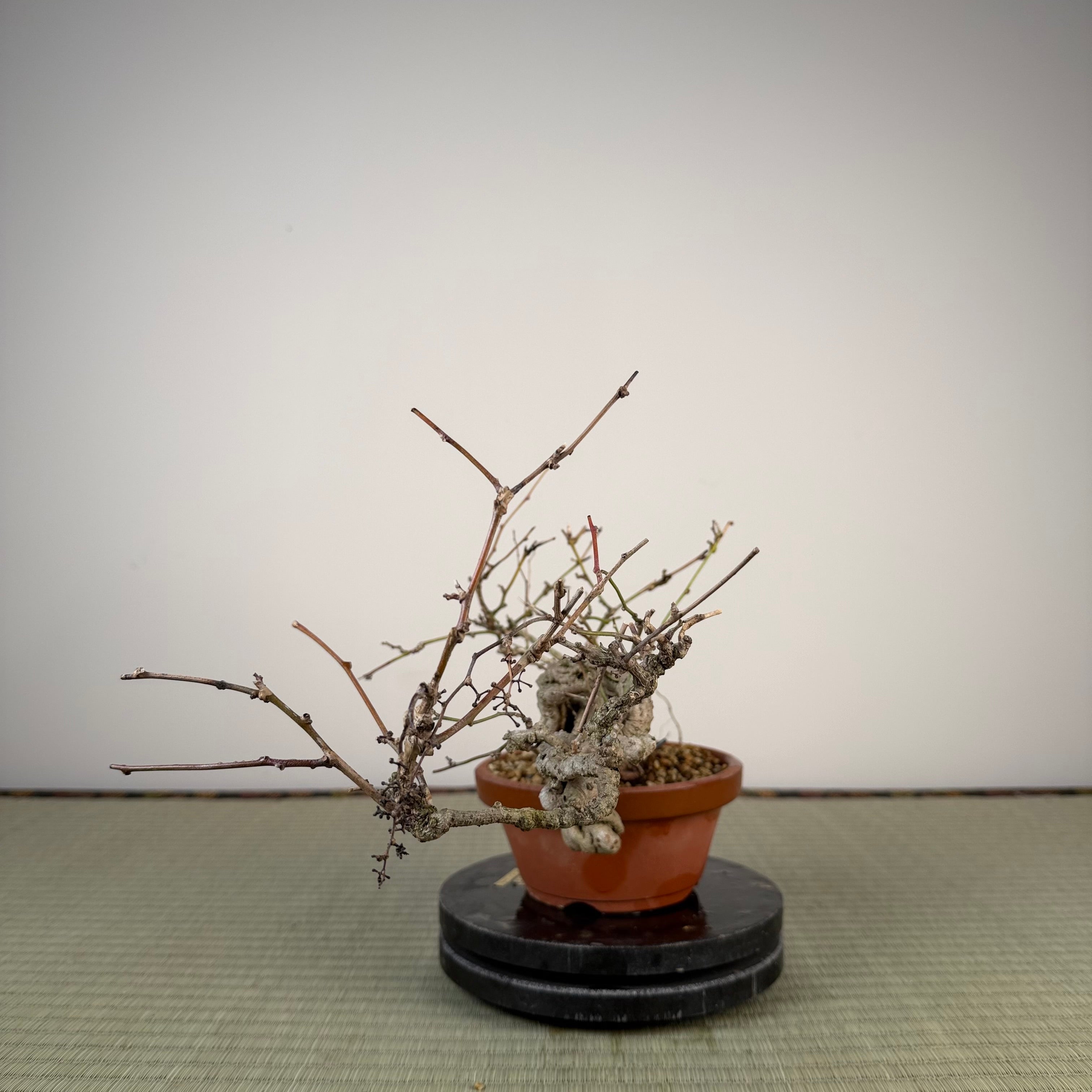 Cocculus orbiculatus