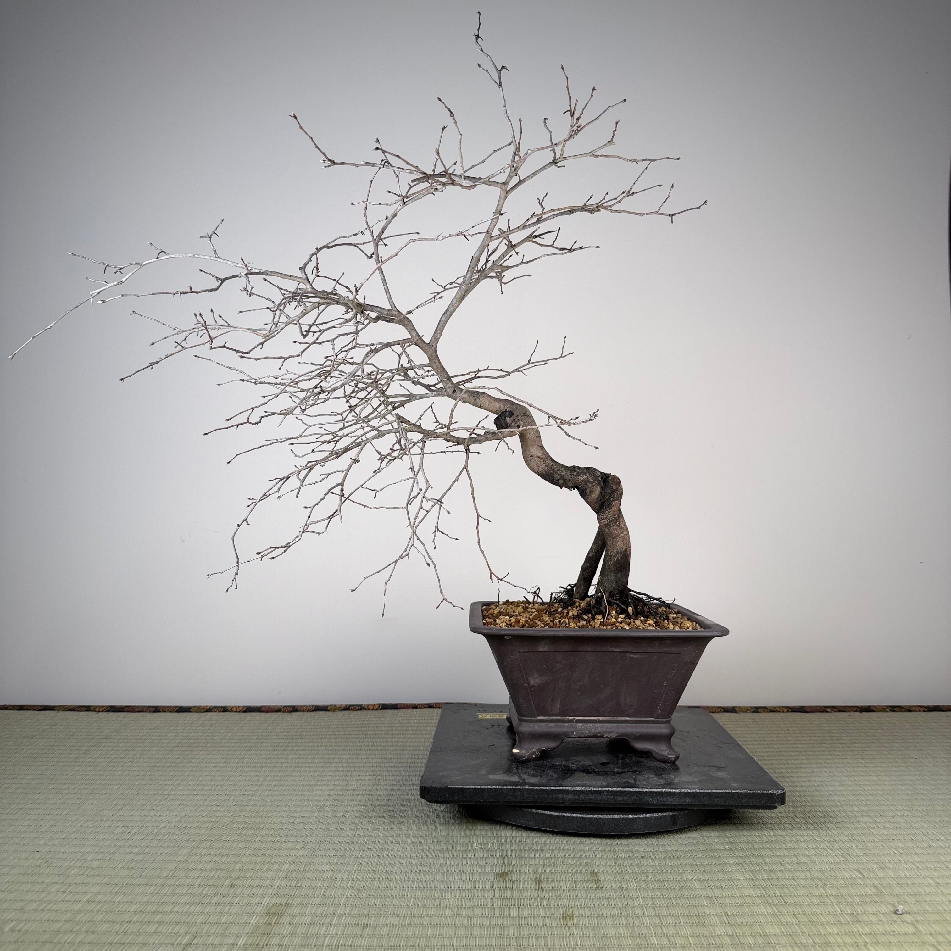 Diospyros rhombifolia