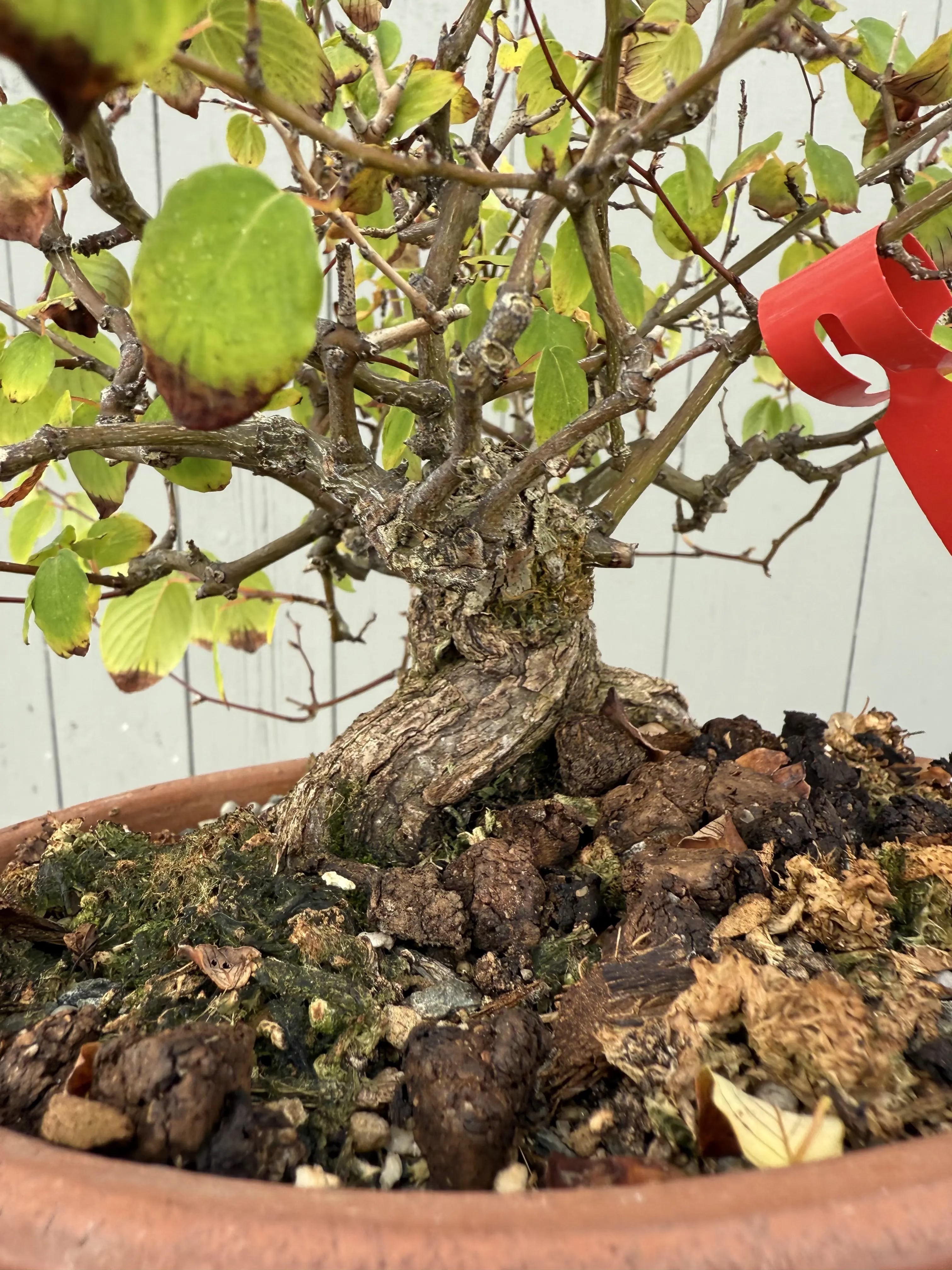 Berchemia racemosa Canada Bonsai