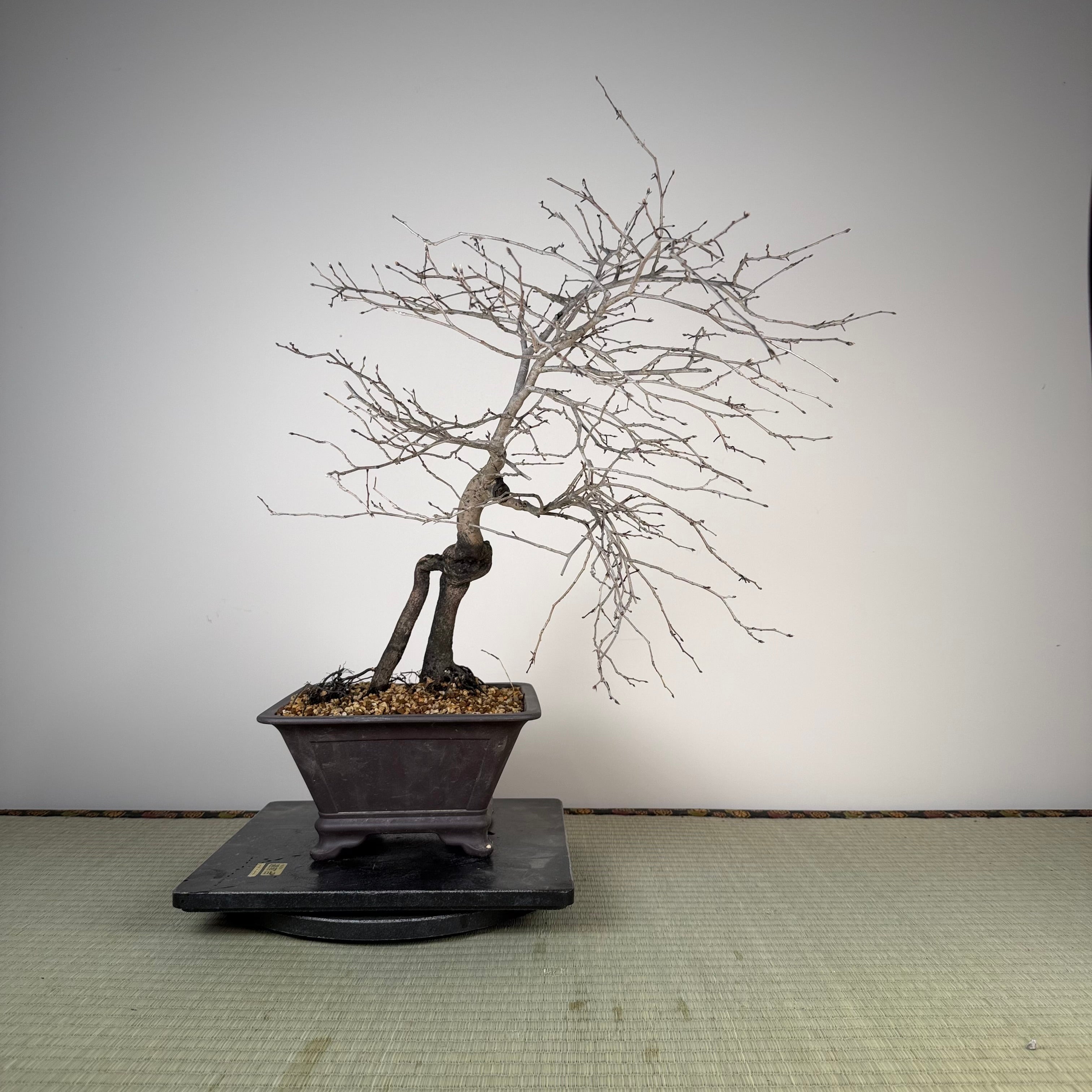 Diospyros rhombifolia