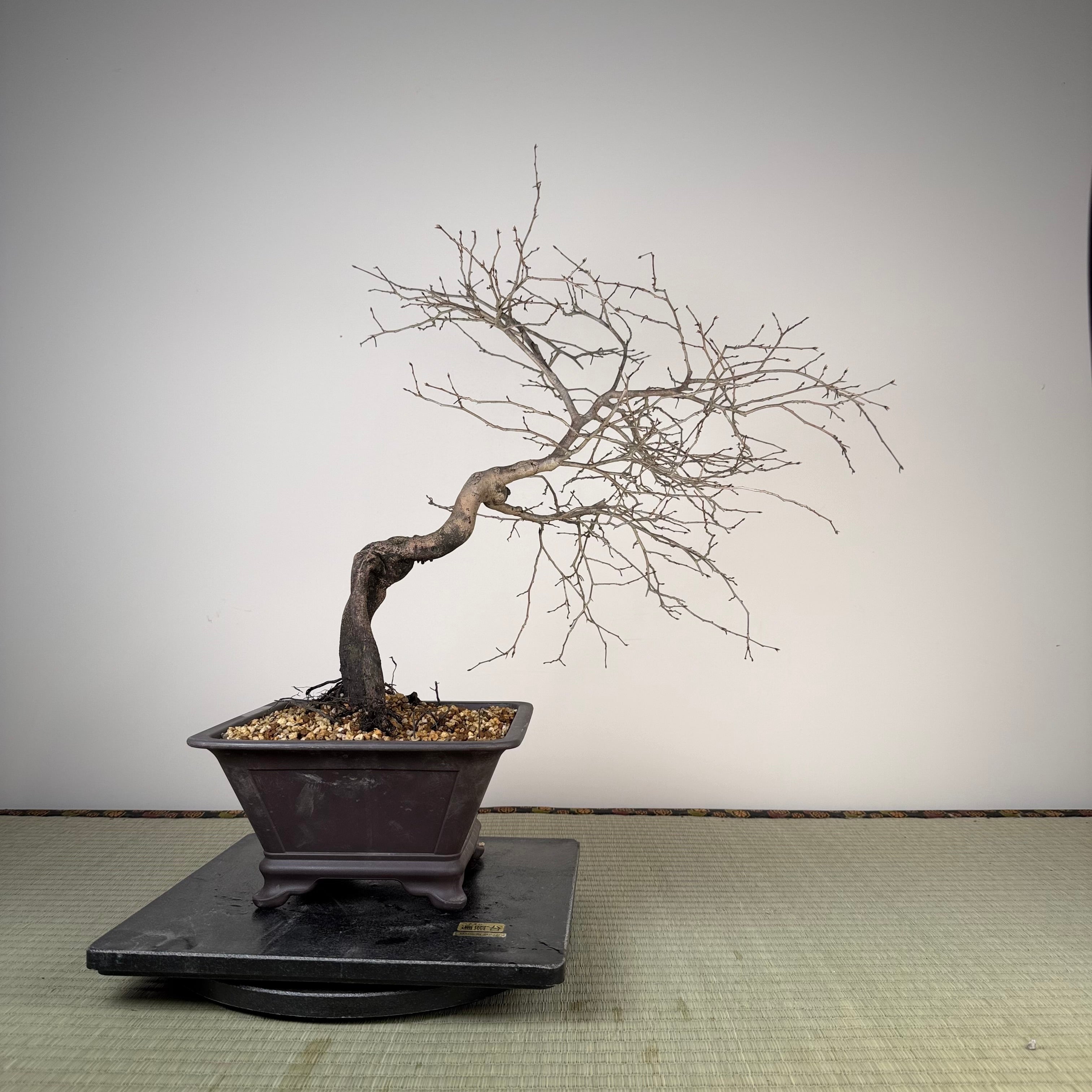 Diospyros rhombifolia