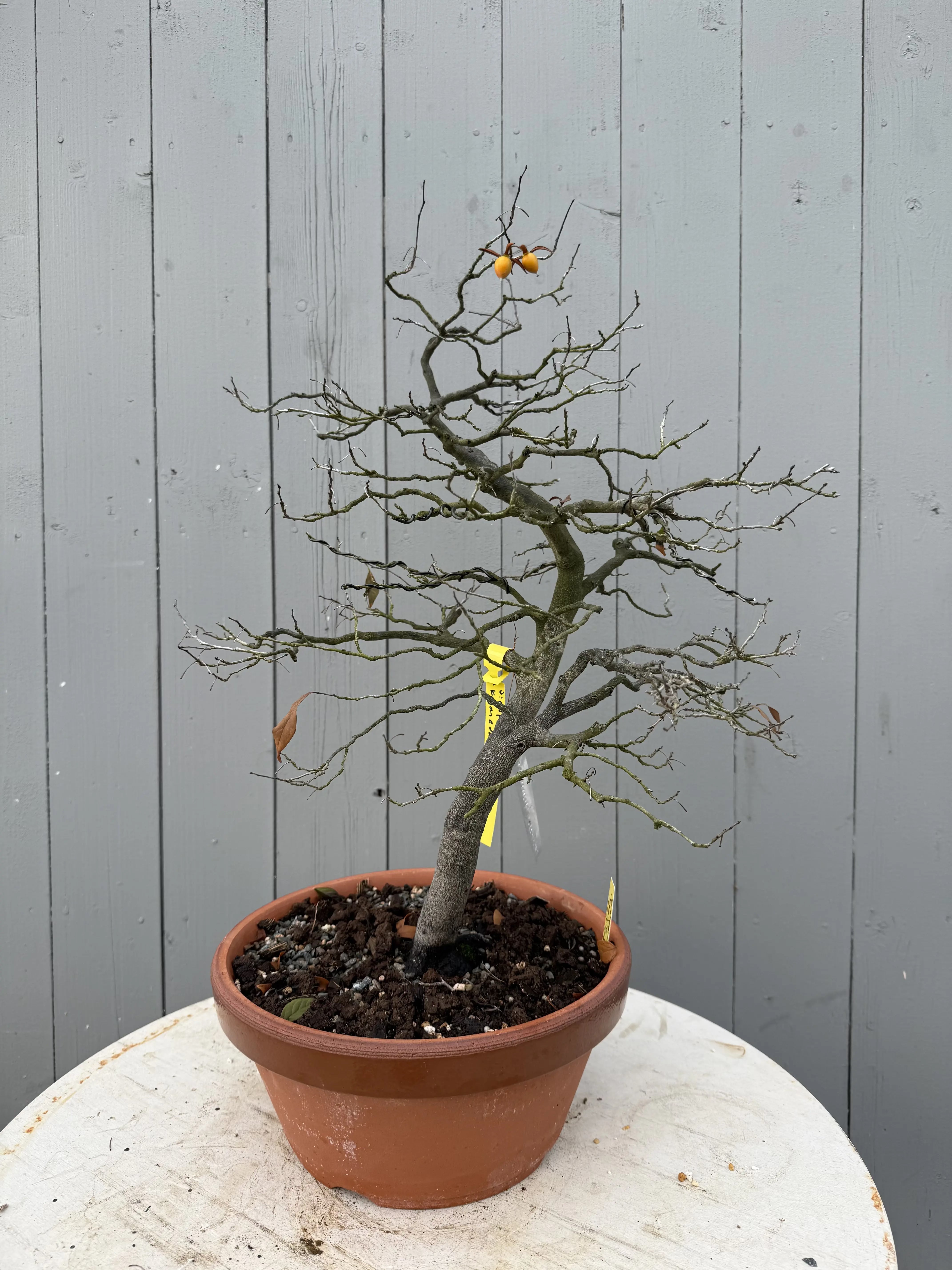 Diopsyros rhombifolia 'Koganedama' Canada Bonsai