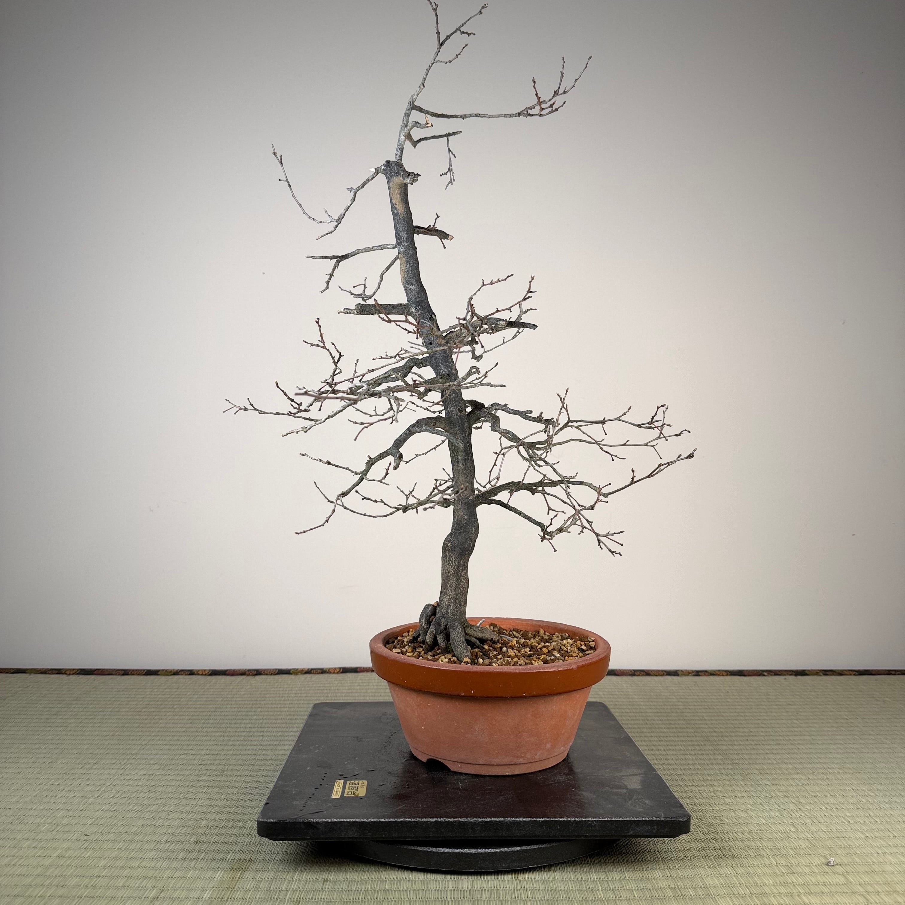 Diospyros rhombifolia