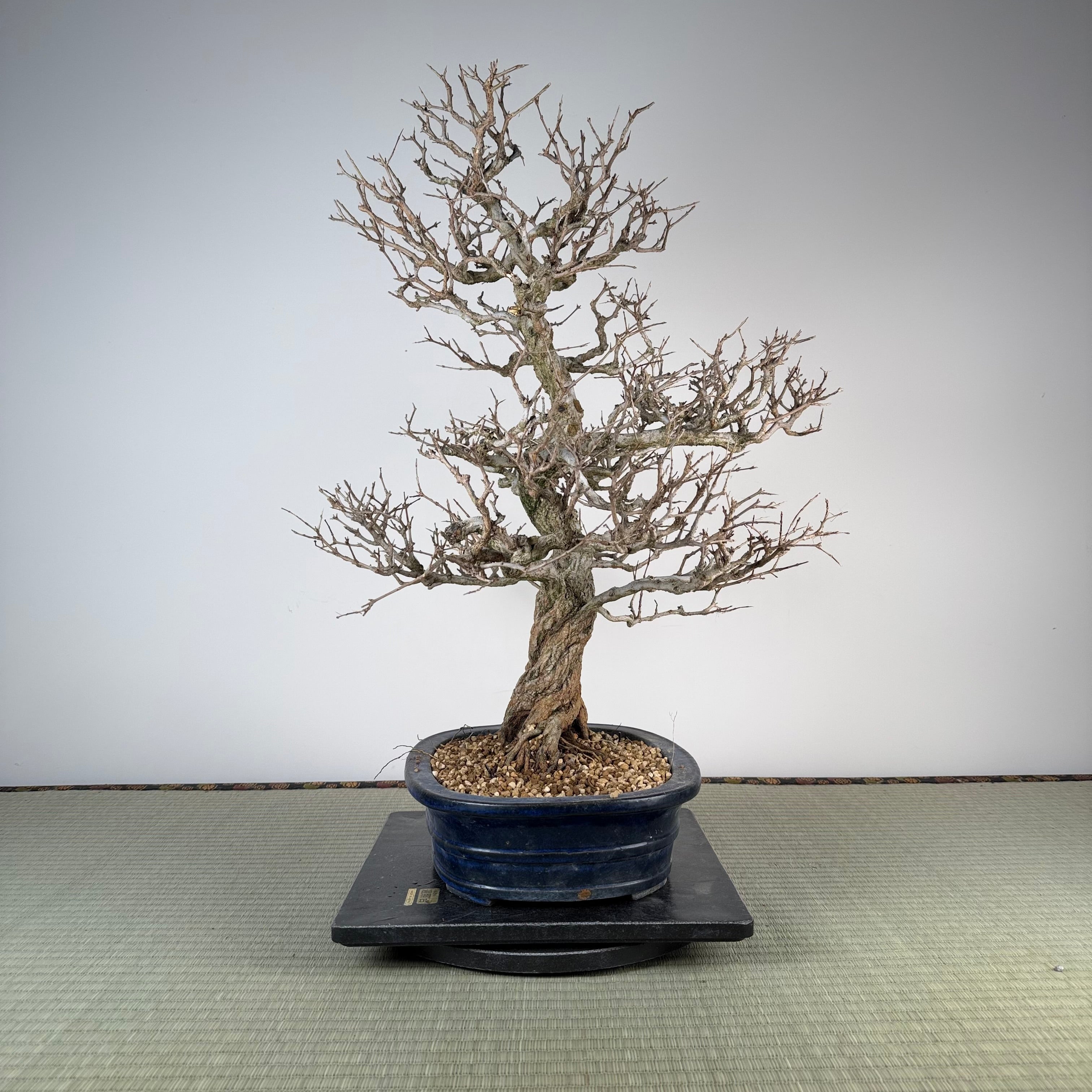 Punica granatum (Kouka-en)