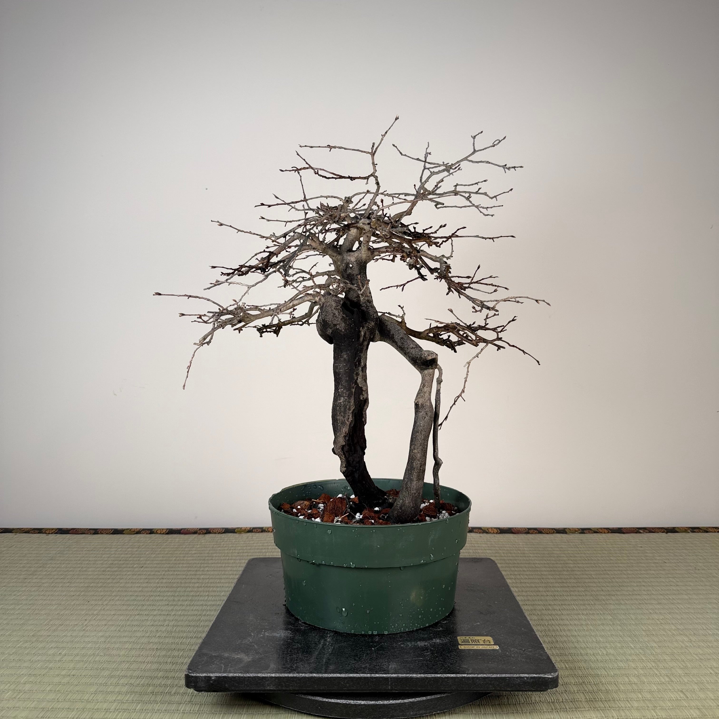 Diospyros rhombifolia