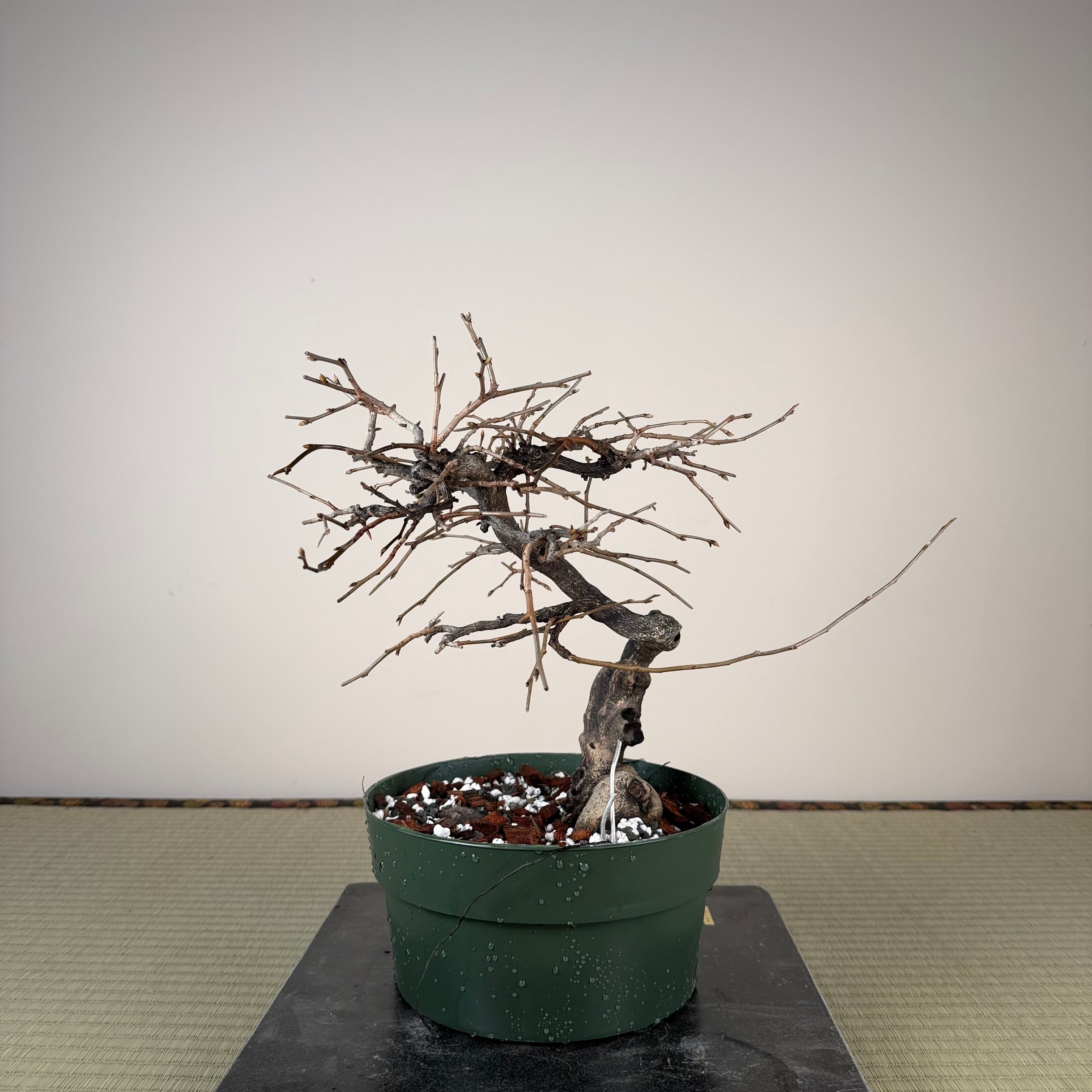 Diospyros rhombifolia