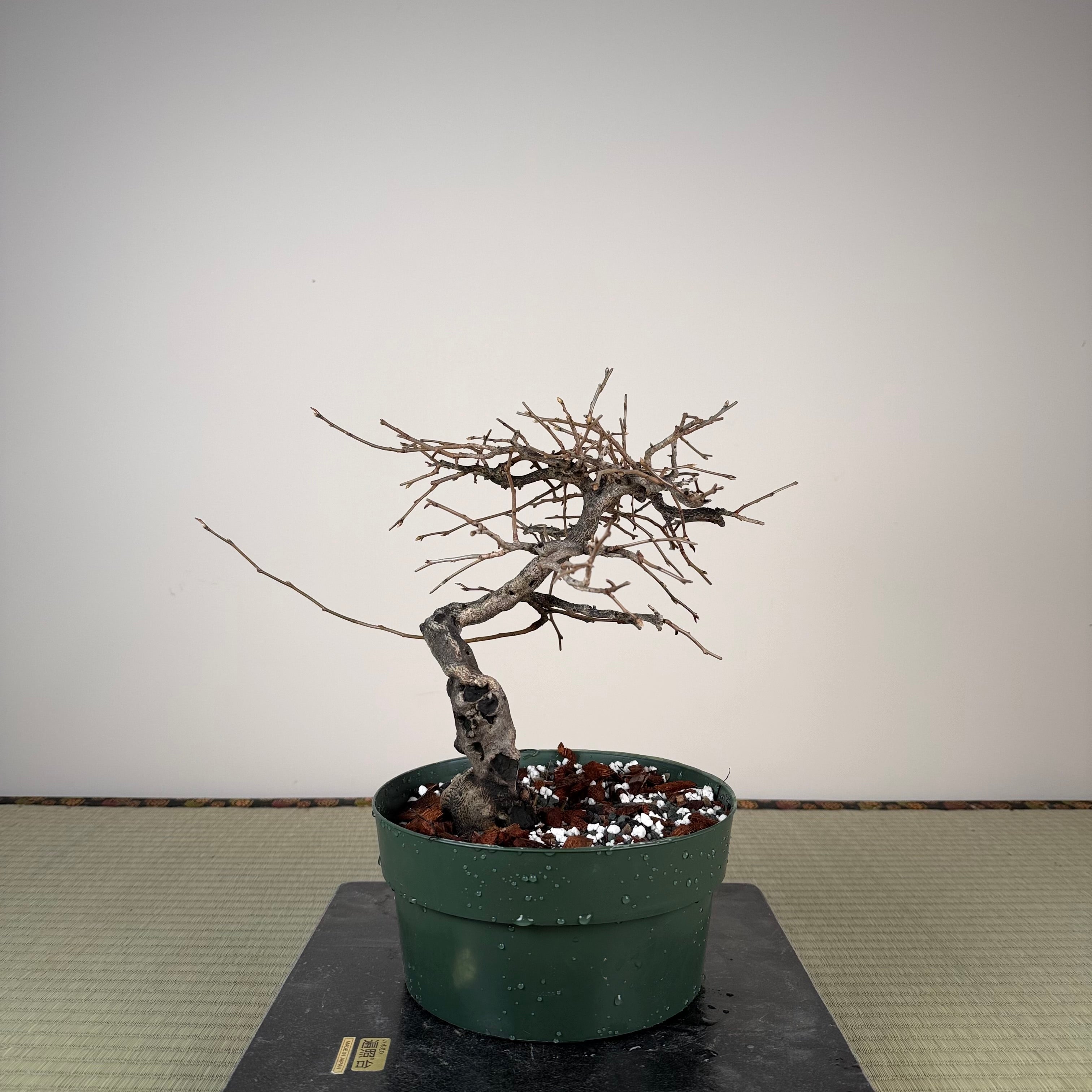 Diospyros rhombifolia