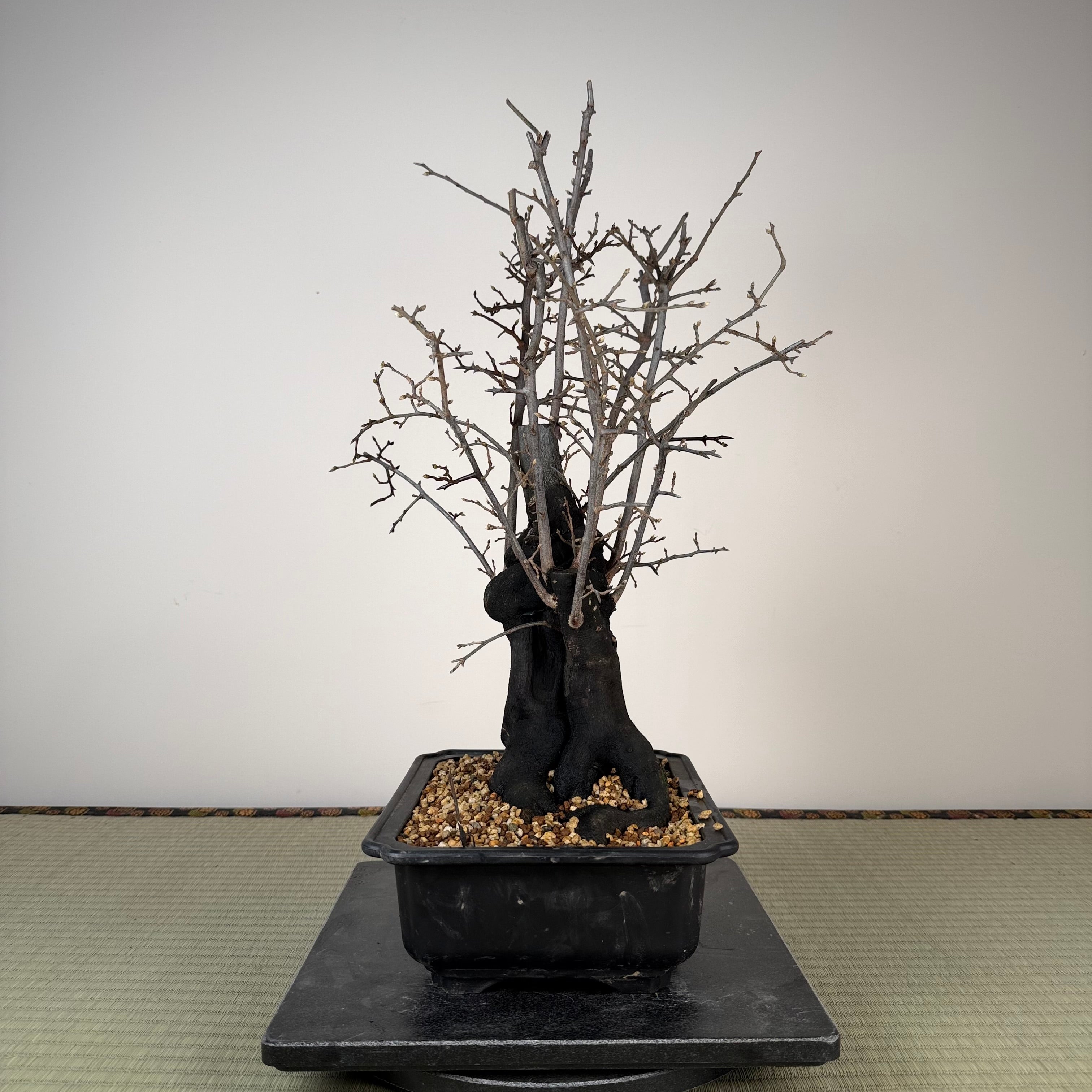 Diospyros rhombifolia