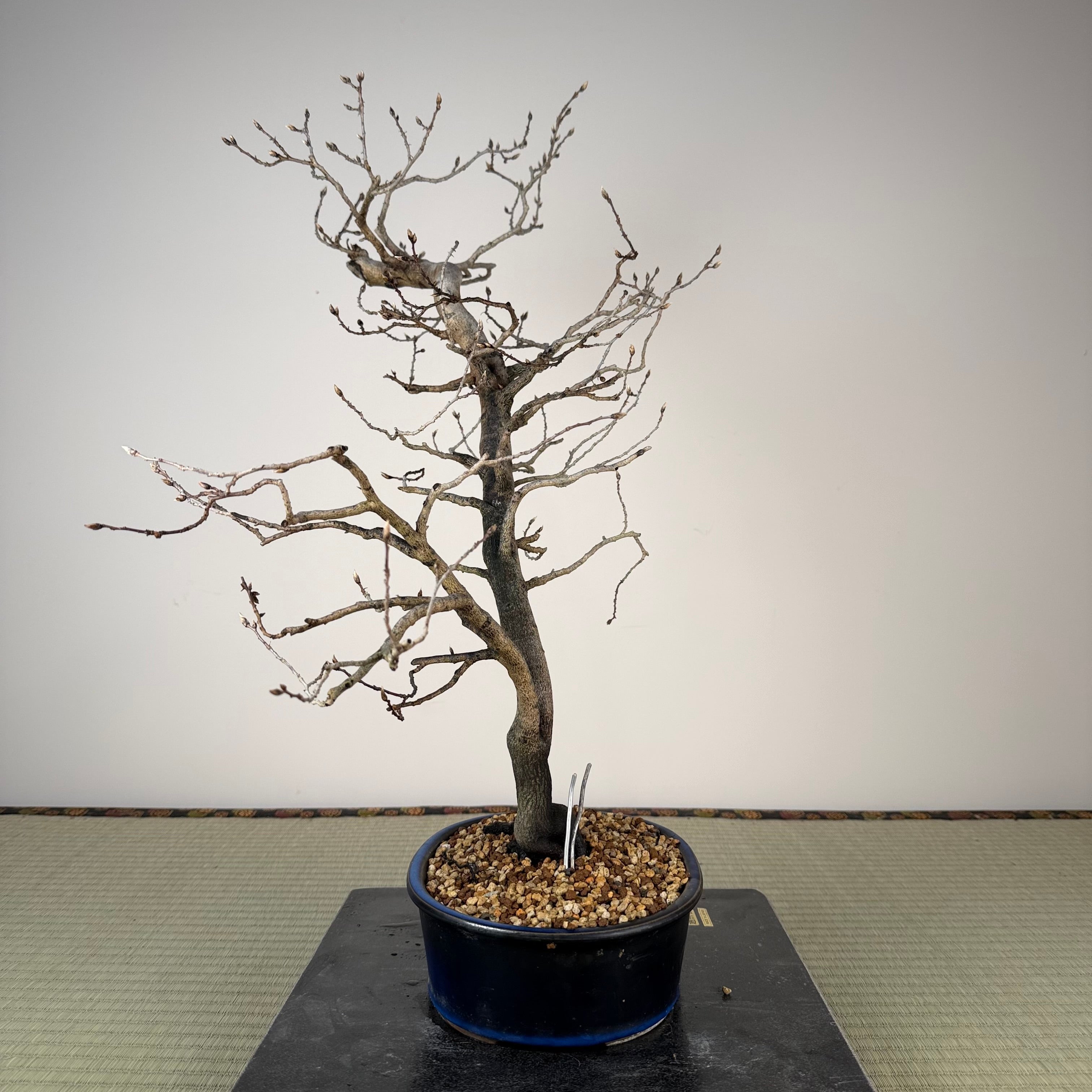 Diospyros rhombifolia (male)