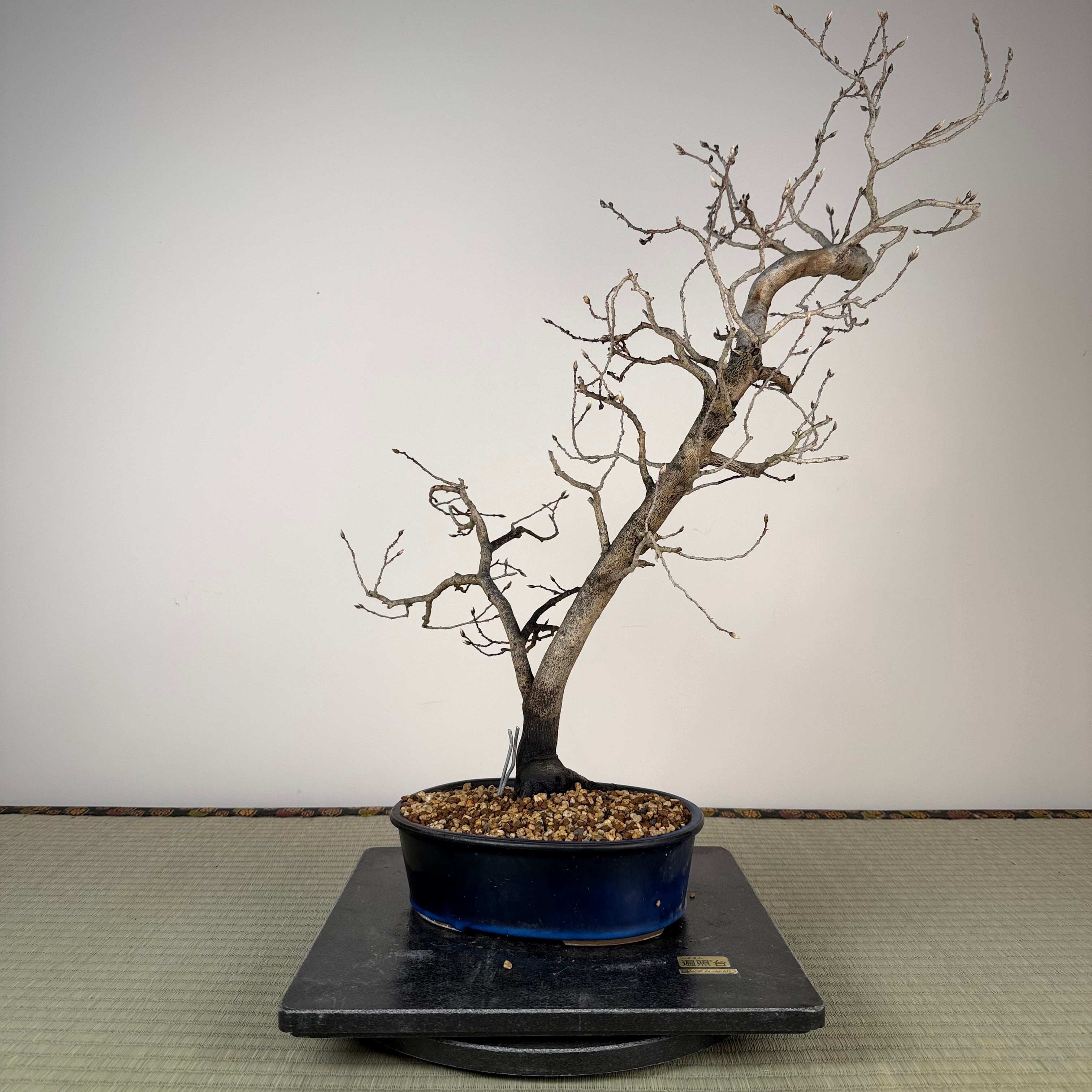 Diospyros rhombifolia (male)