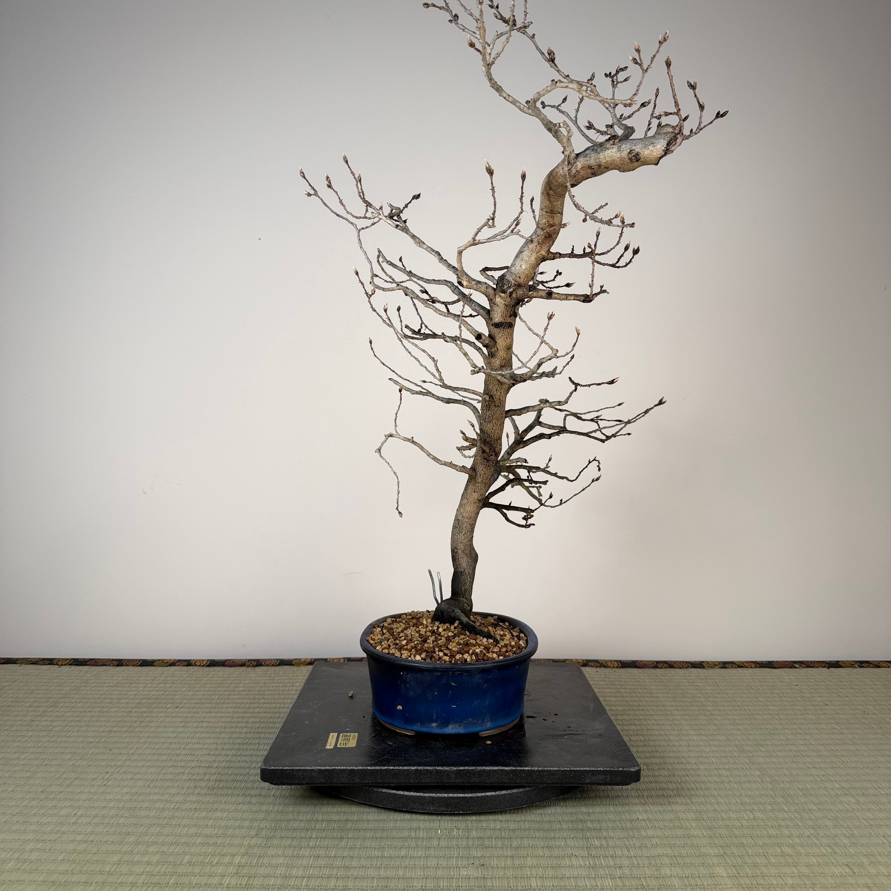 Diospyros rhombifolia (male)