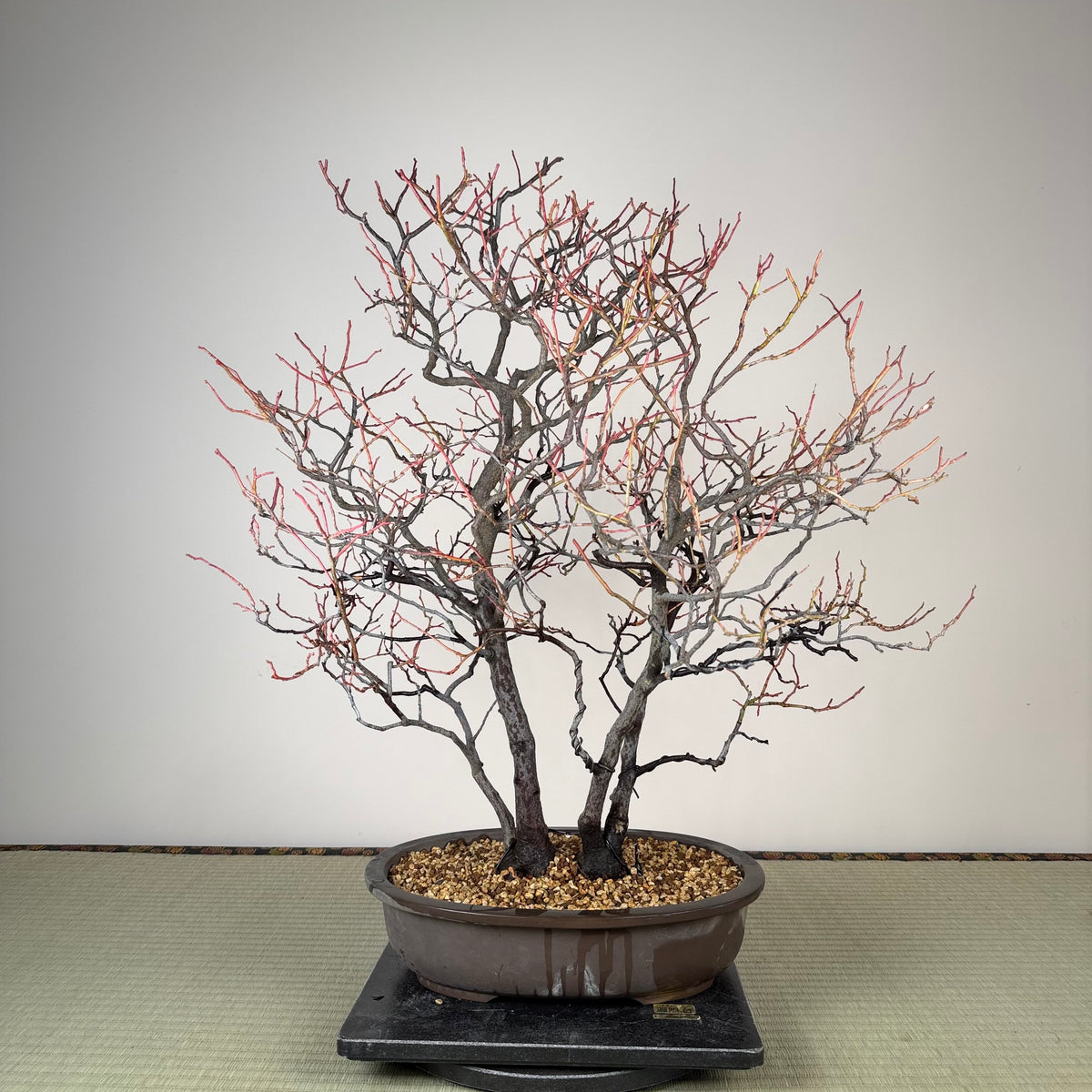 Itea japonica