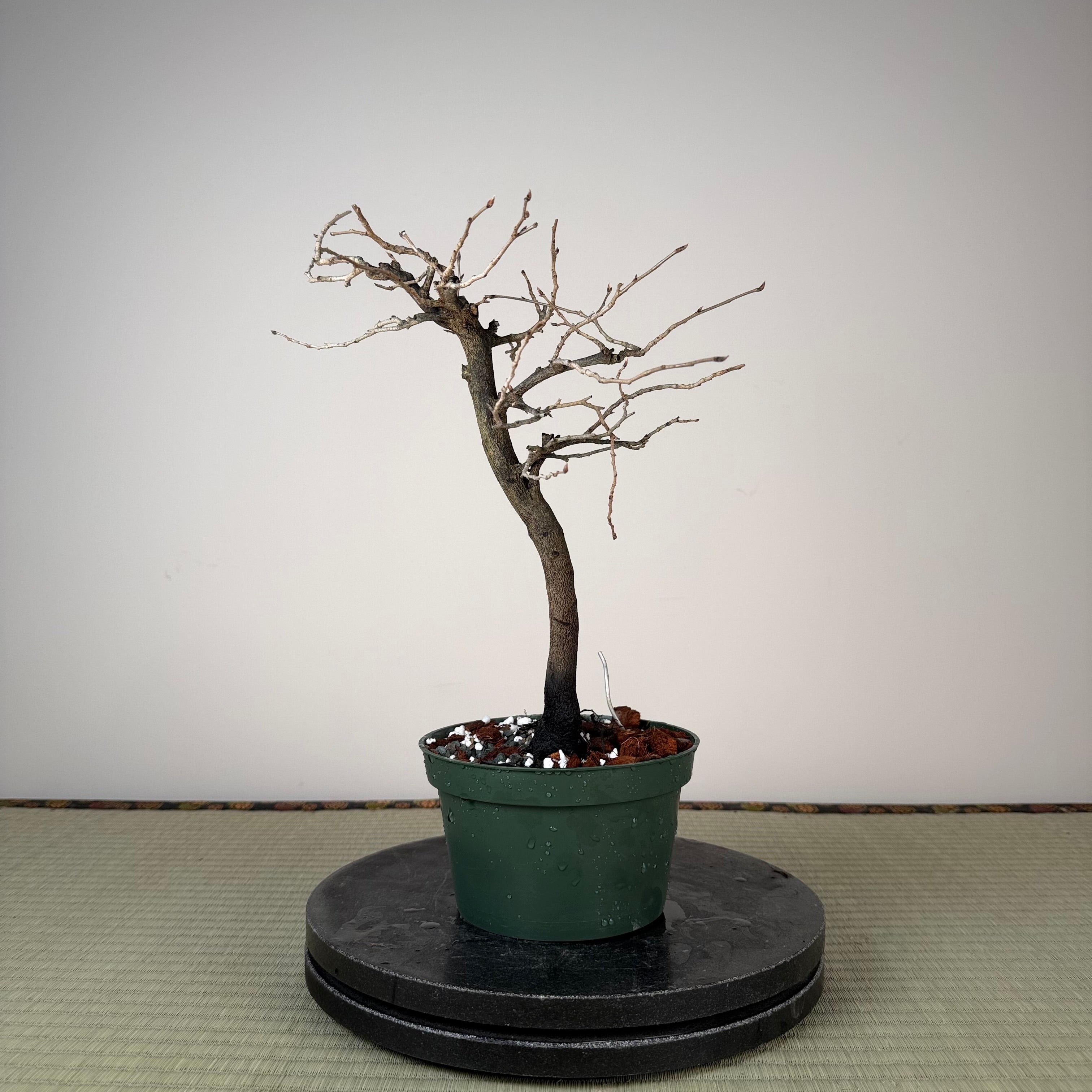 Diospyros rhombifolia