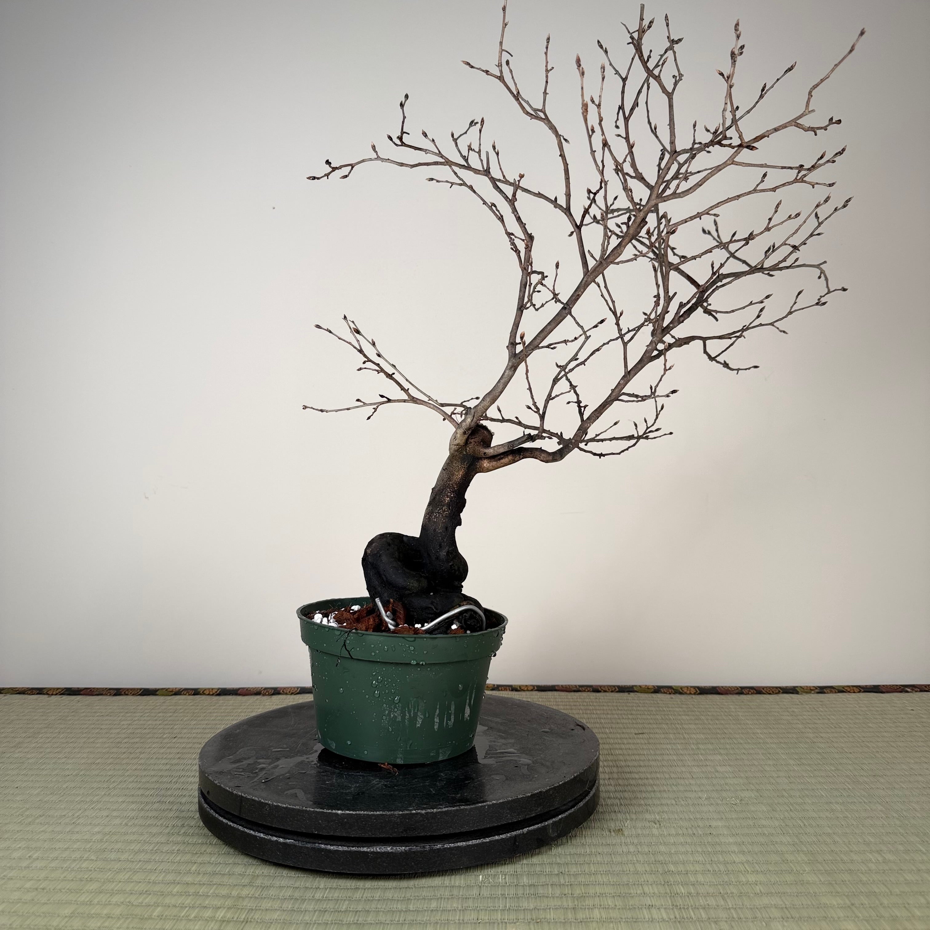 Diospyros rhombifolia