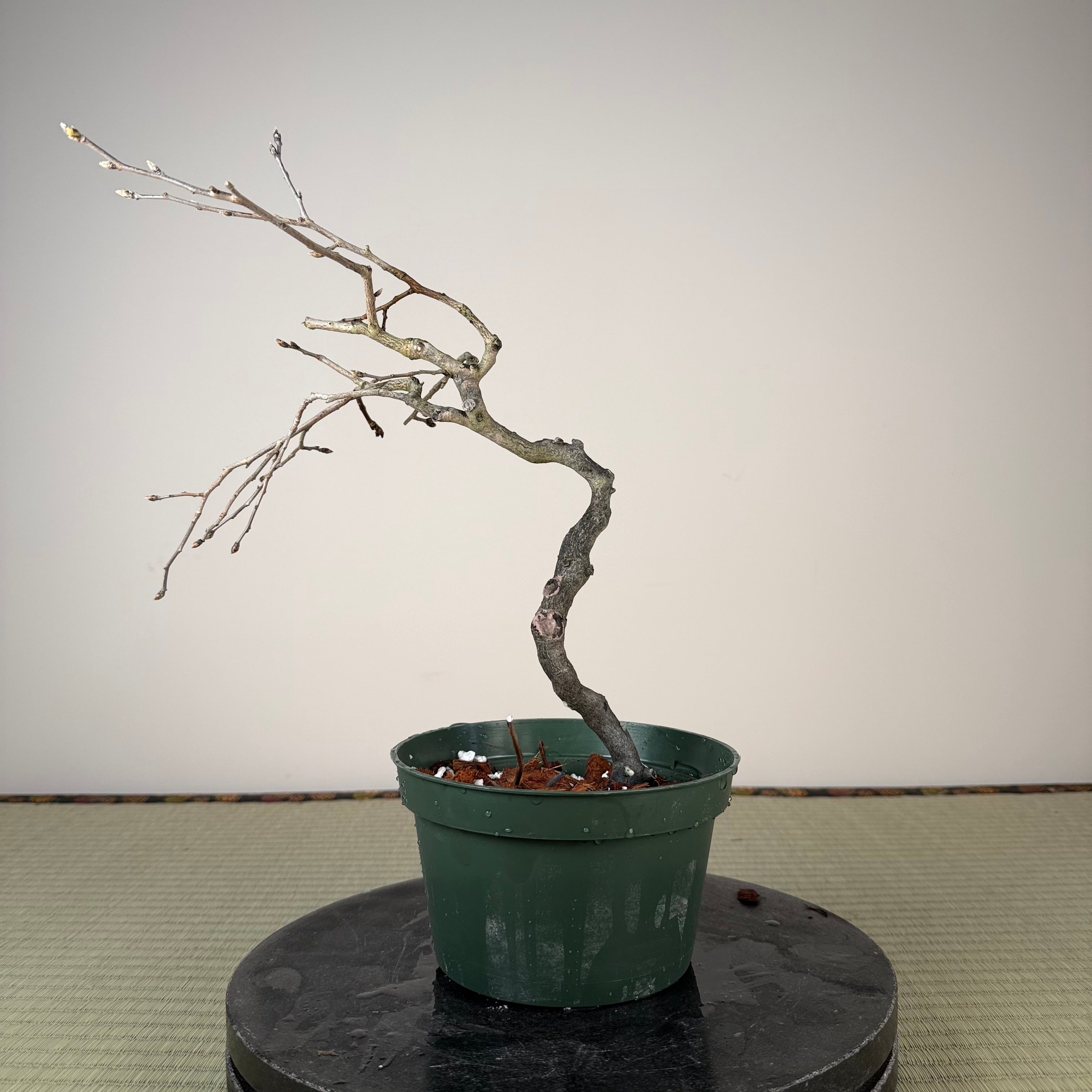 Diospyros rhombifolia