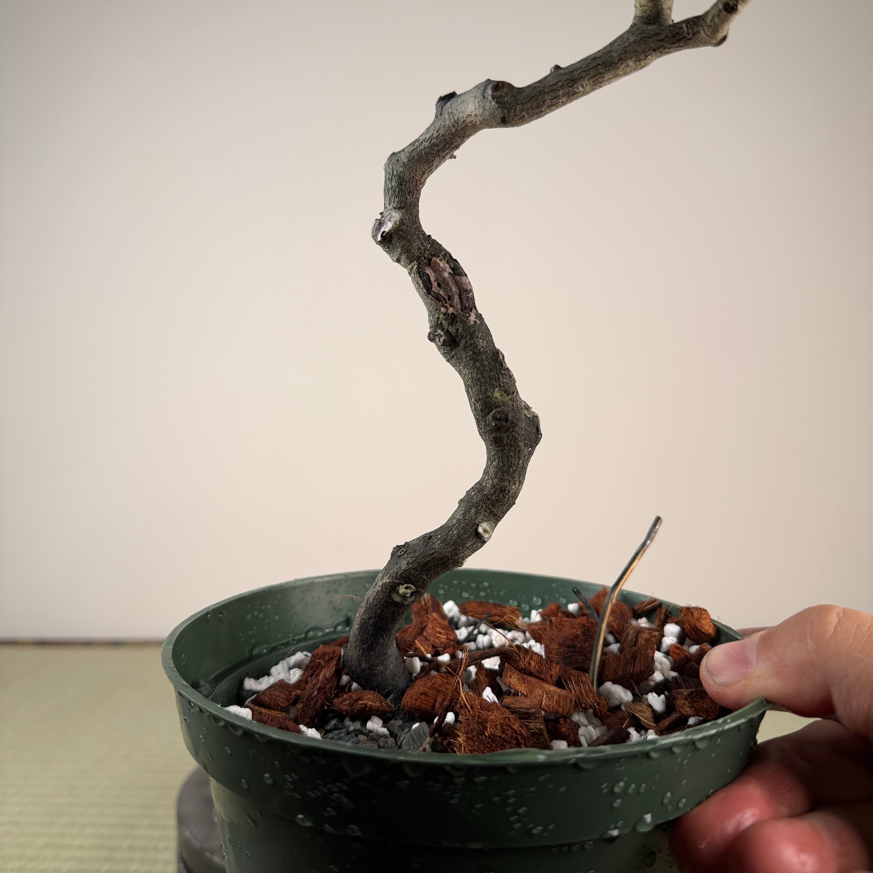 Diospyros rhombifolia