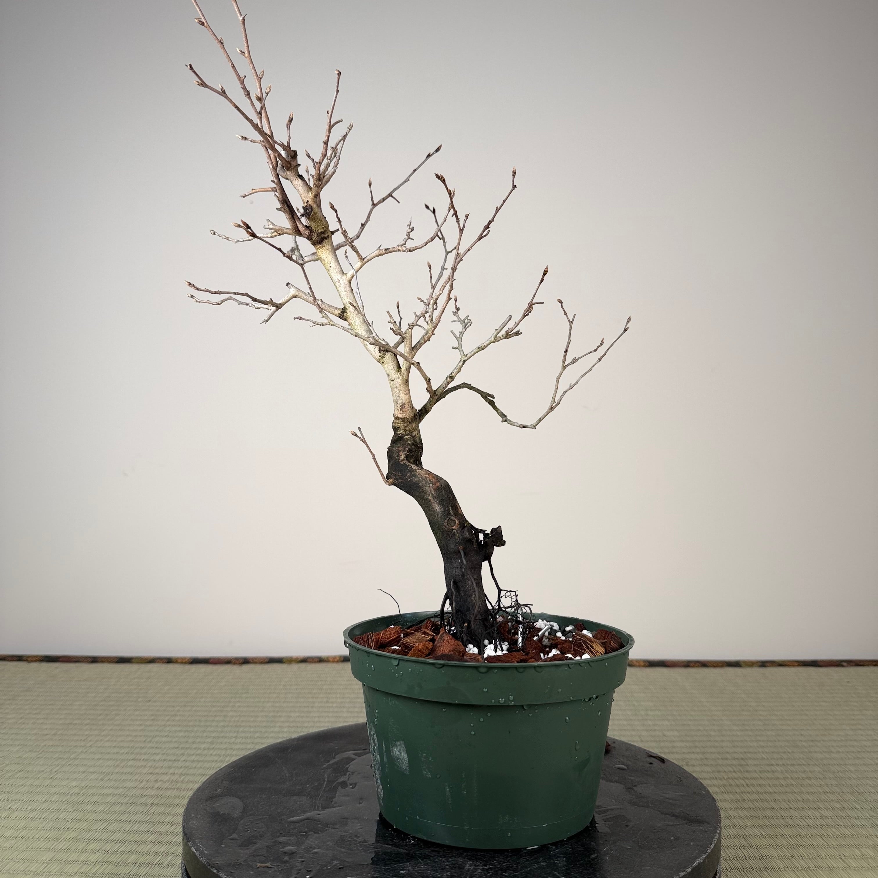 Diospyros rhombifolia