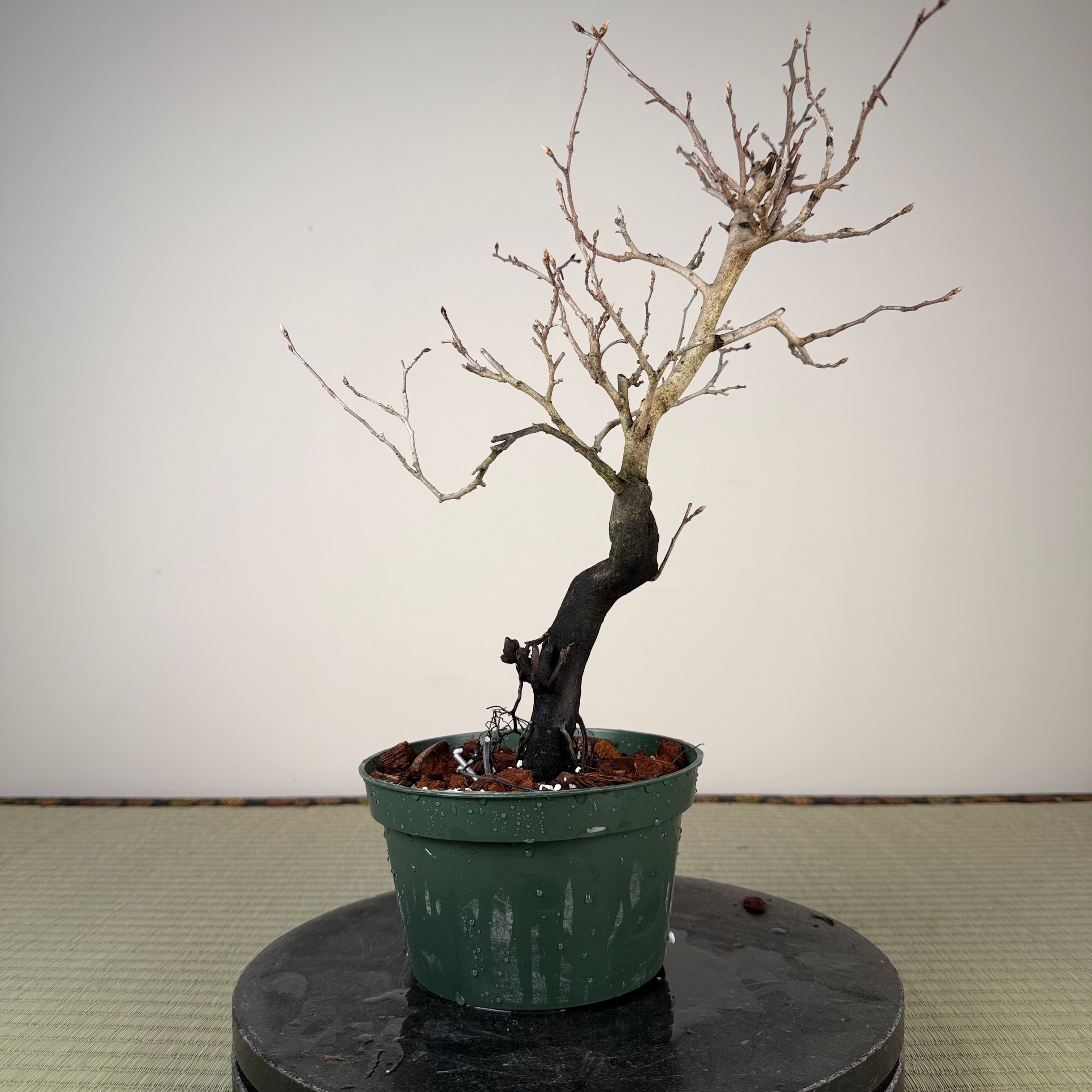 Diospyros rhombifolia