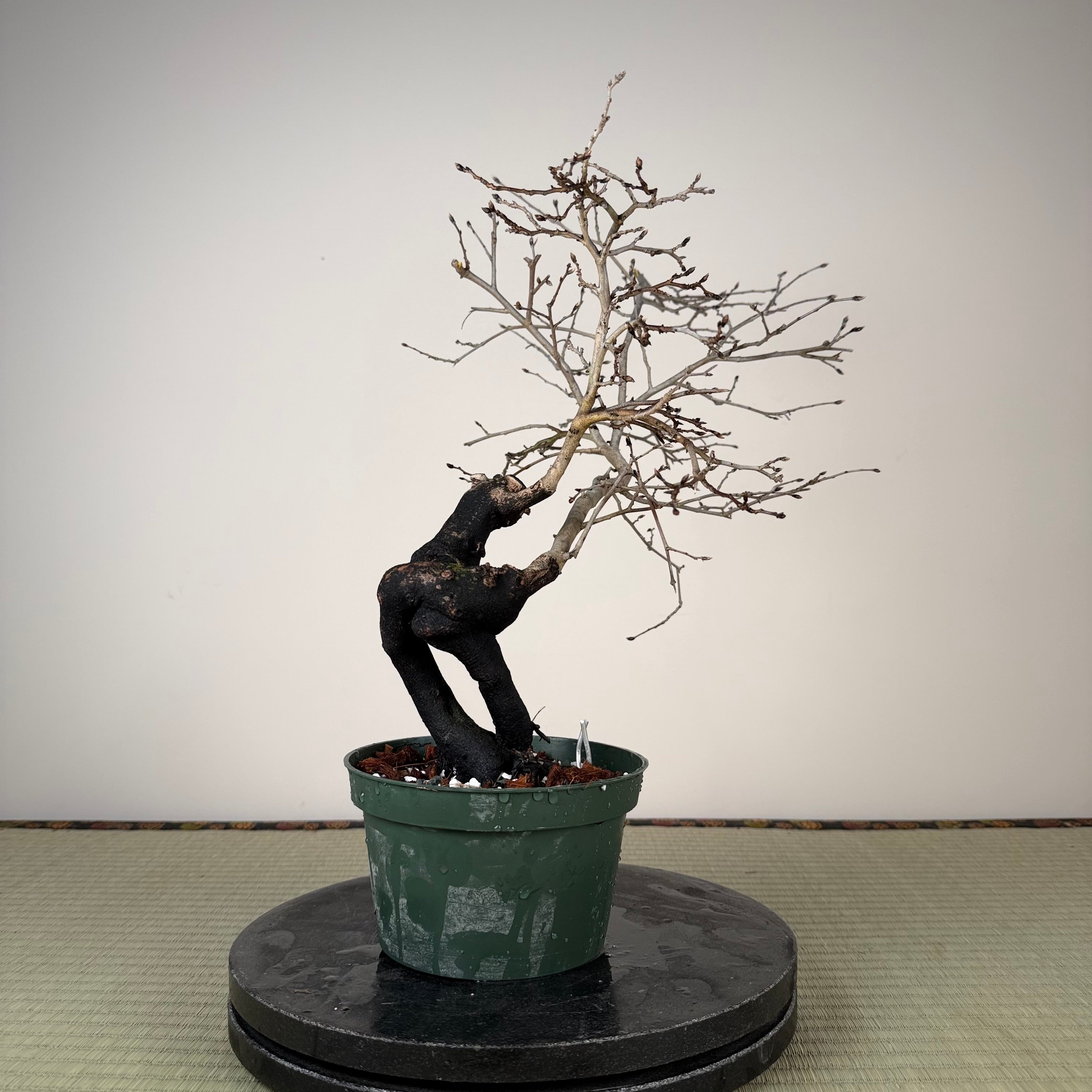 Diospyros rhombifolia