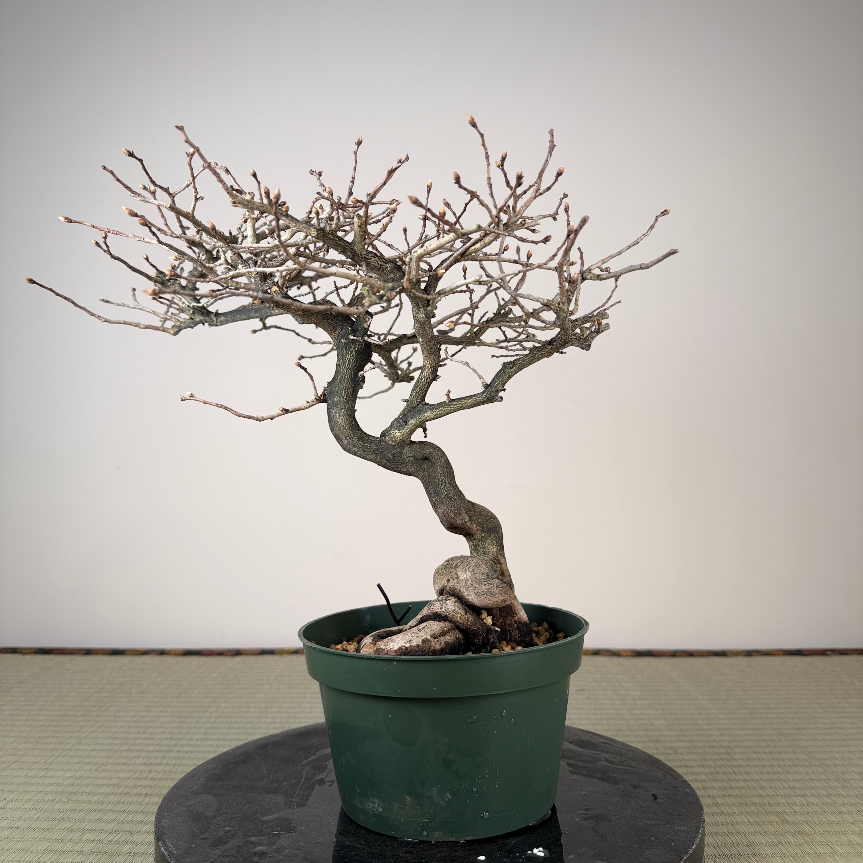 Diospyros rhombifolia