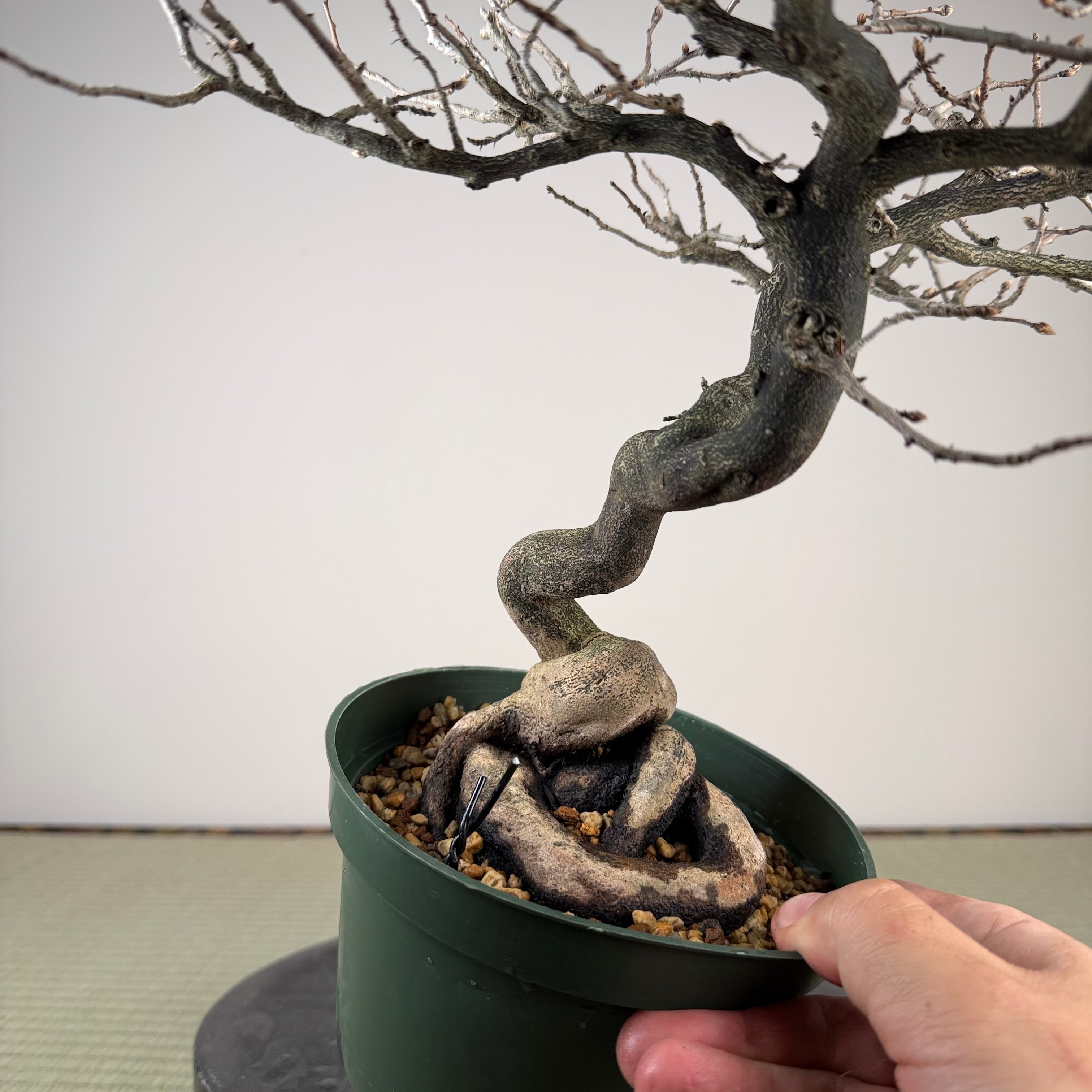 Diospyros rhombifolia