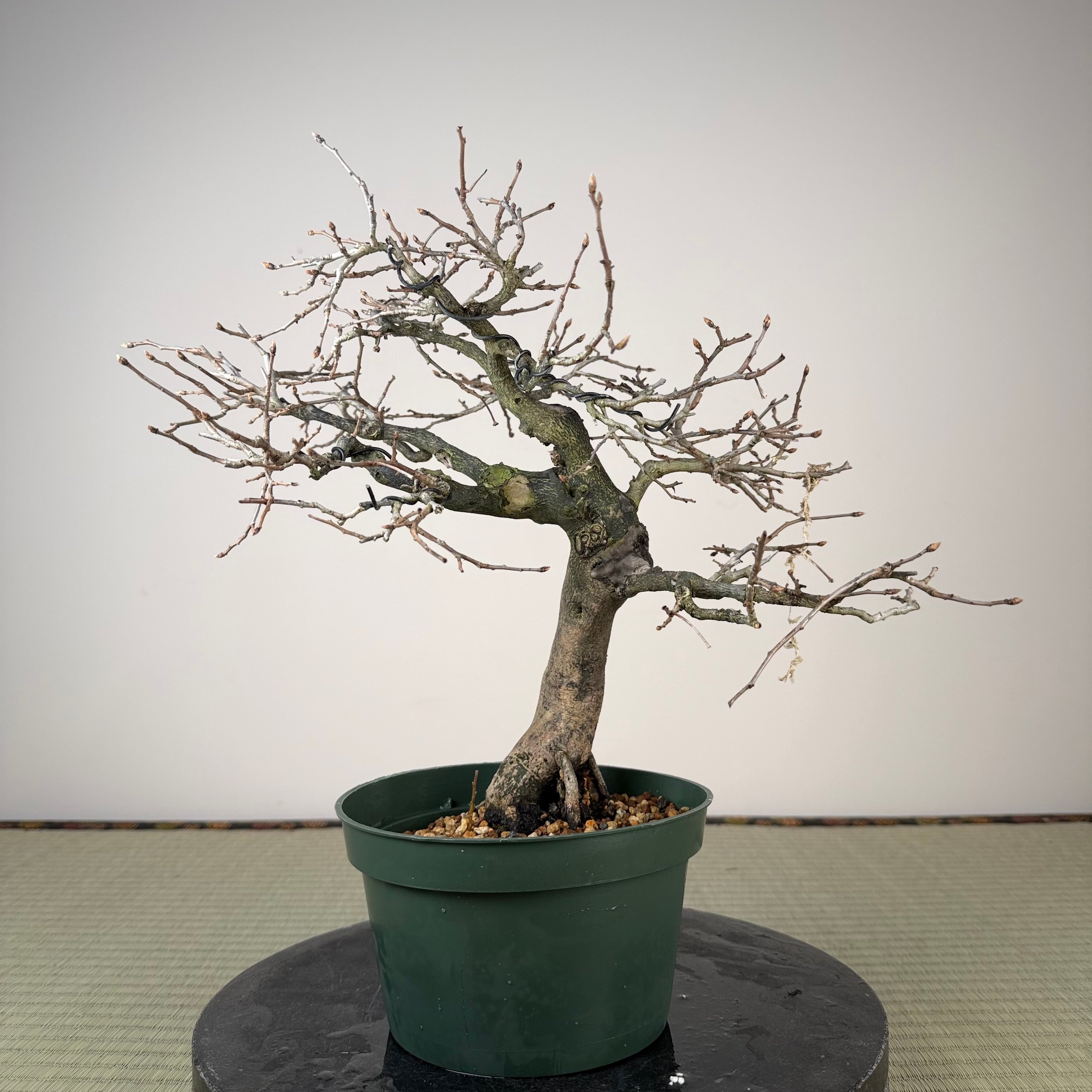 Diospyros rhombifolia