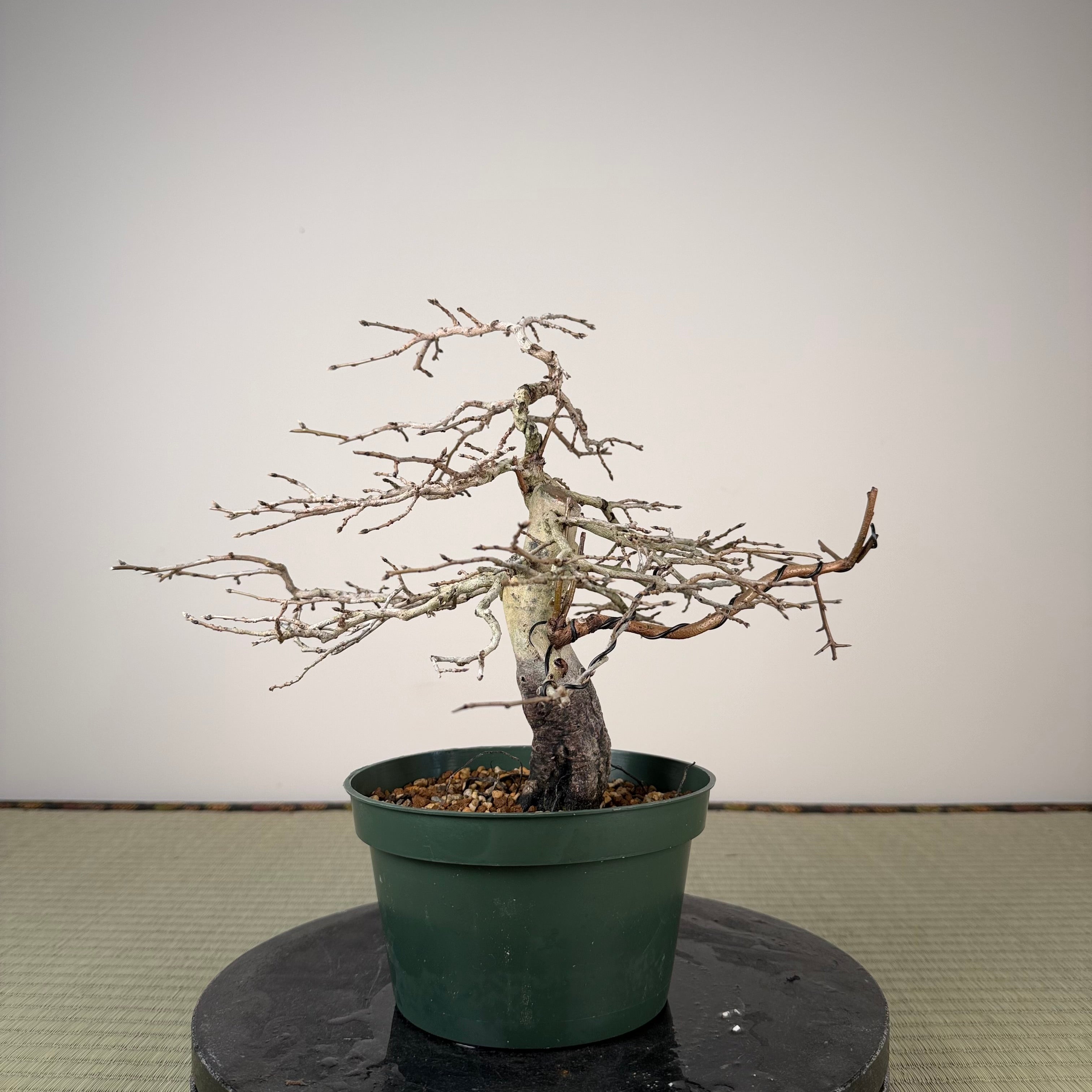 Diospyros rhombifolia