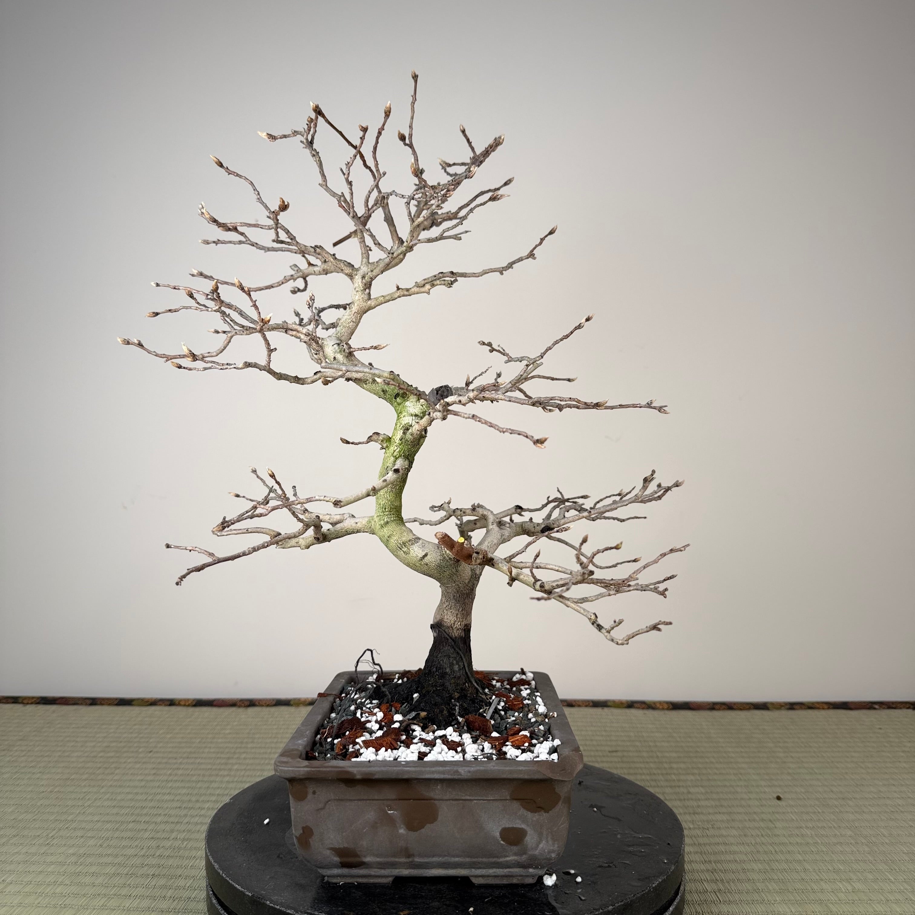 Diospyros rhombifolia