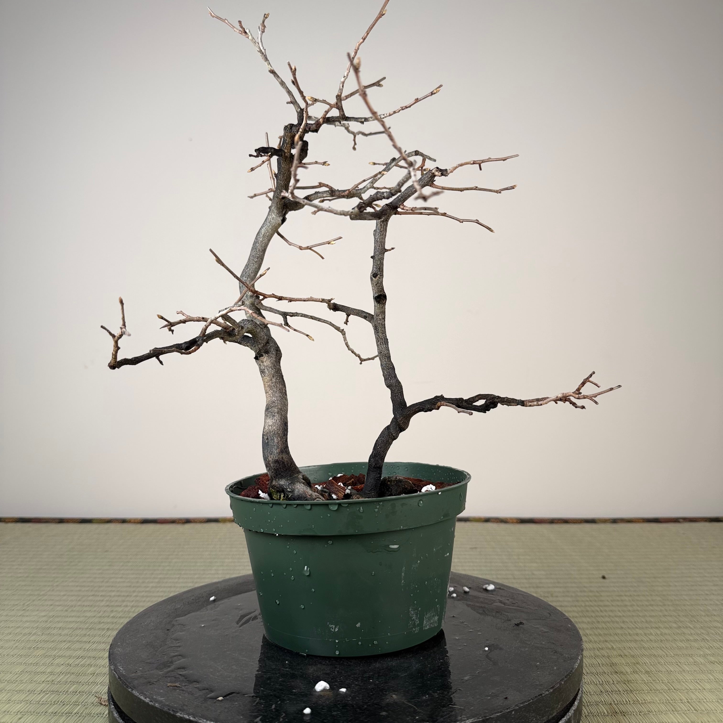 Diospyros rhombifolia