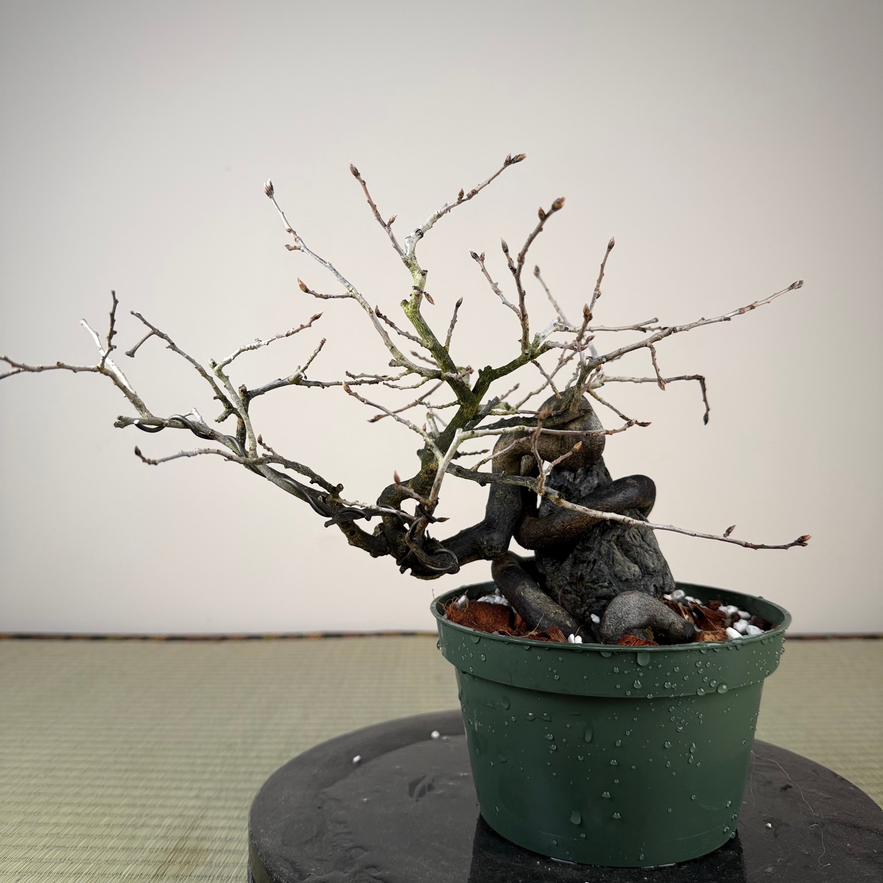 Diospyros rhombifolia