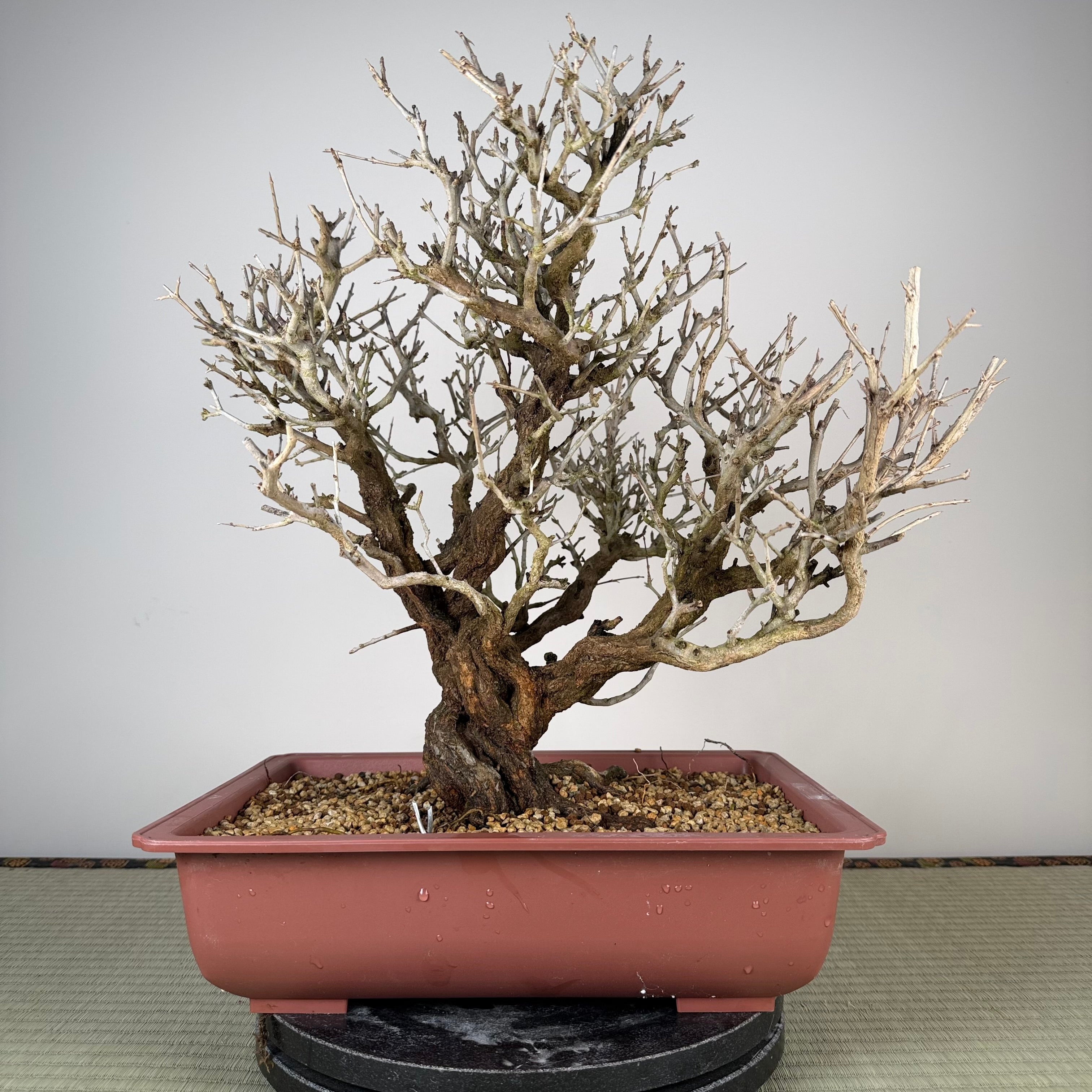 Punica granatum neji-kan