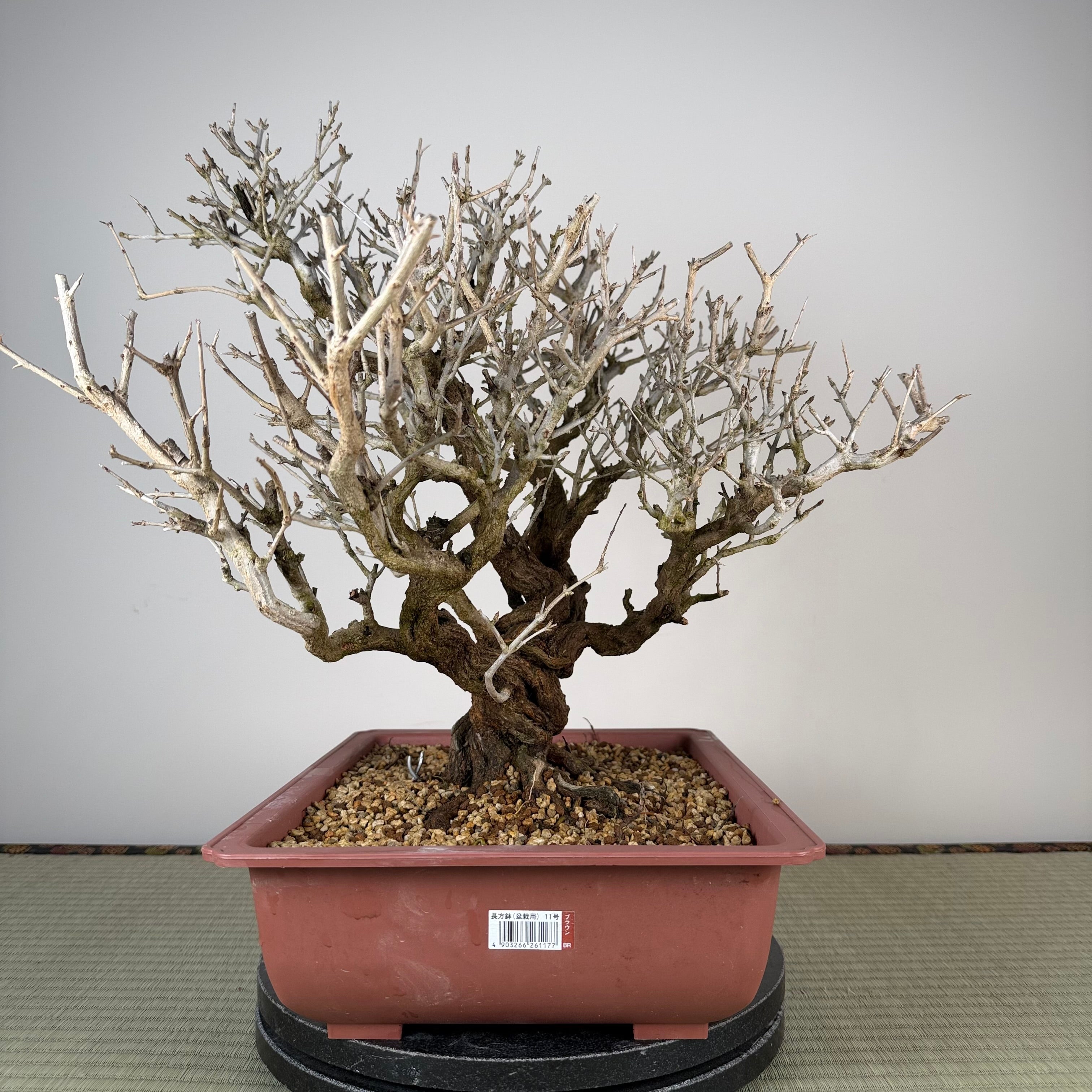 Punica granatum neji-kan