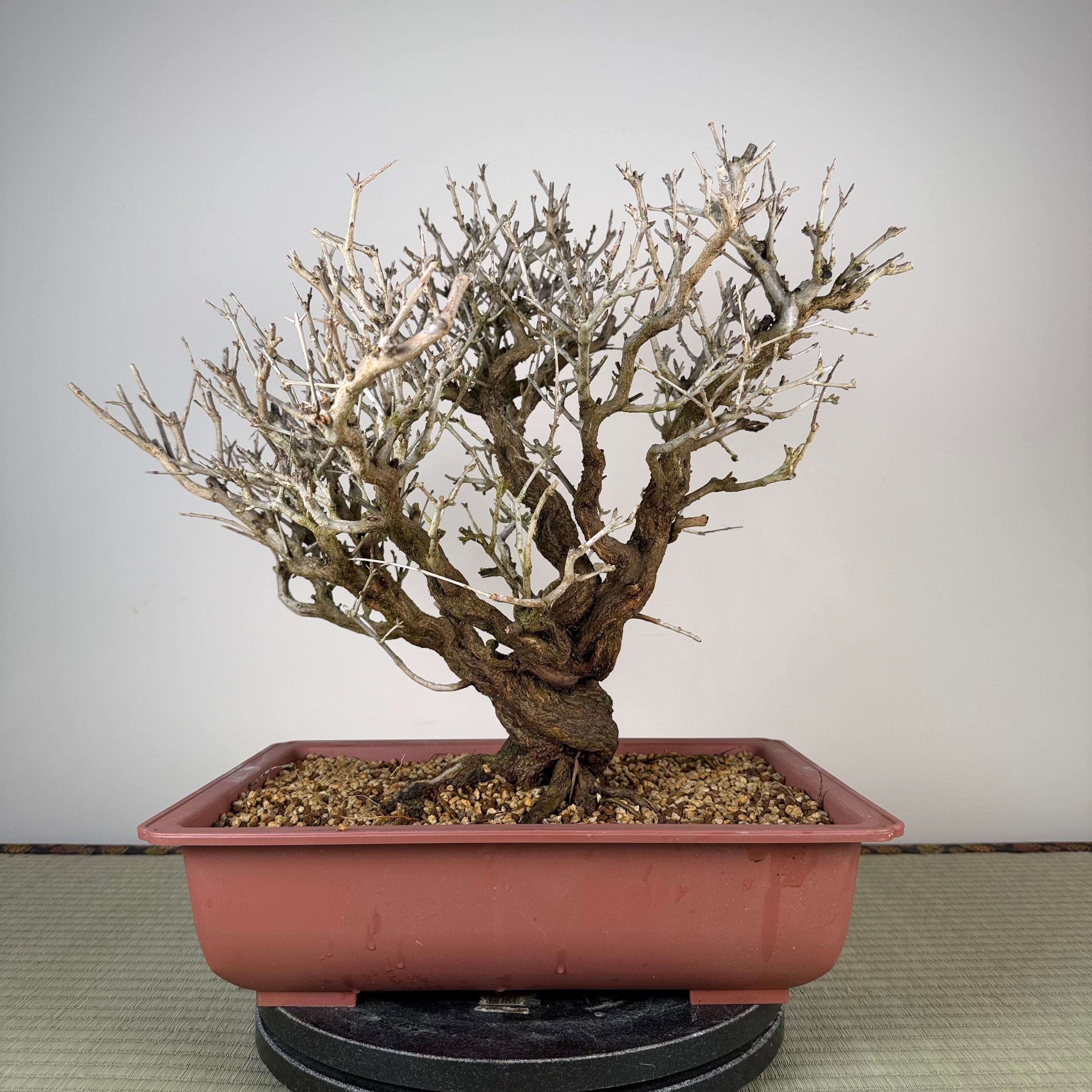 Punica granatum neji-kan