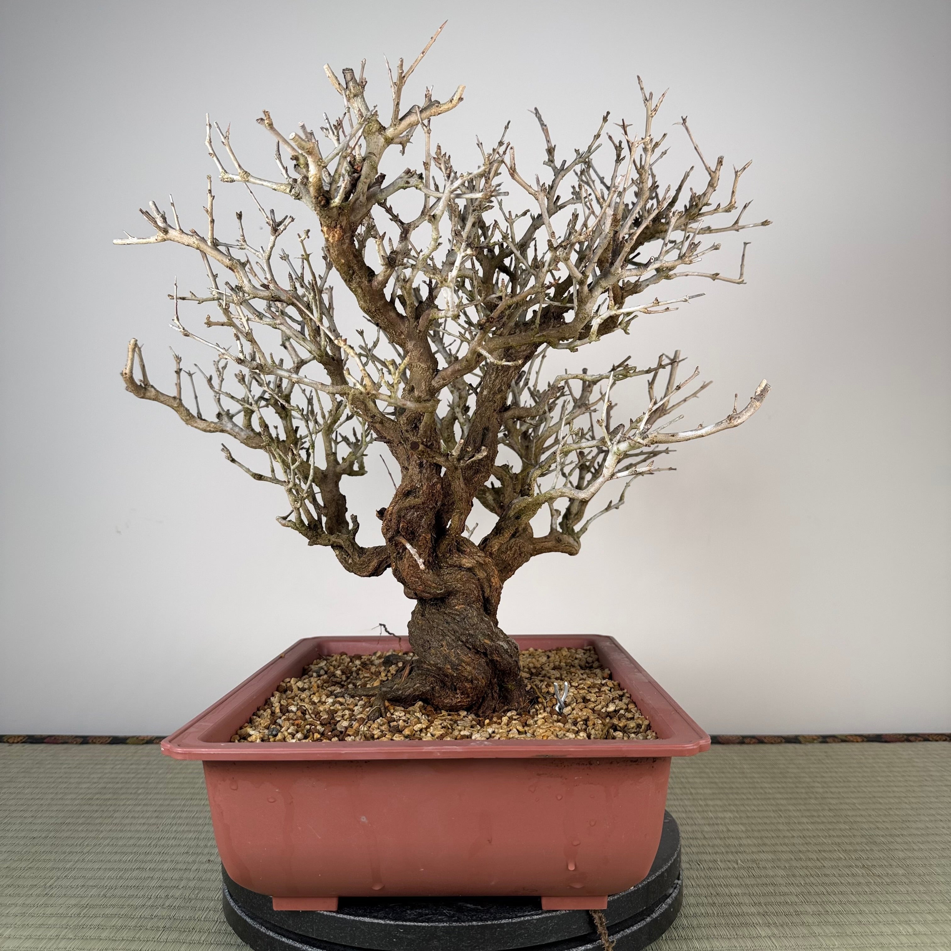 Punica granatum neji-kan