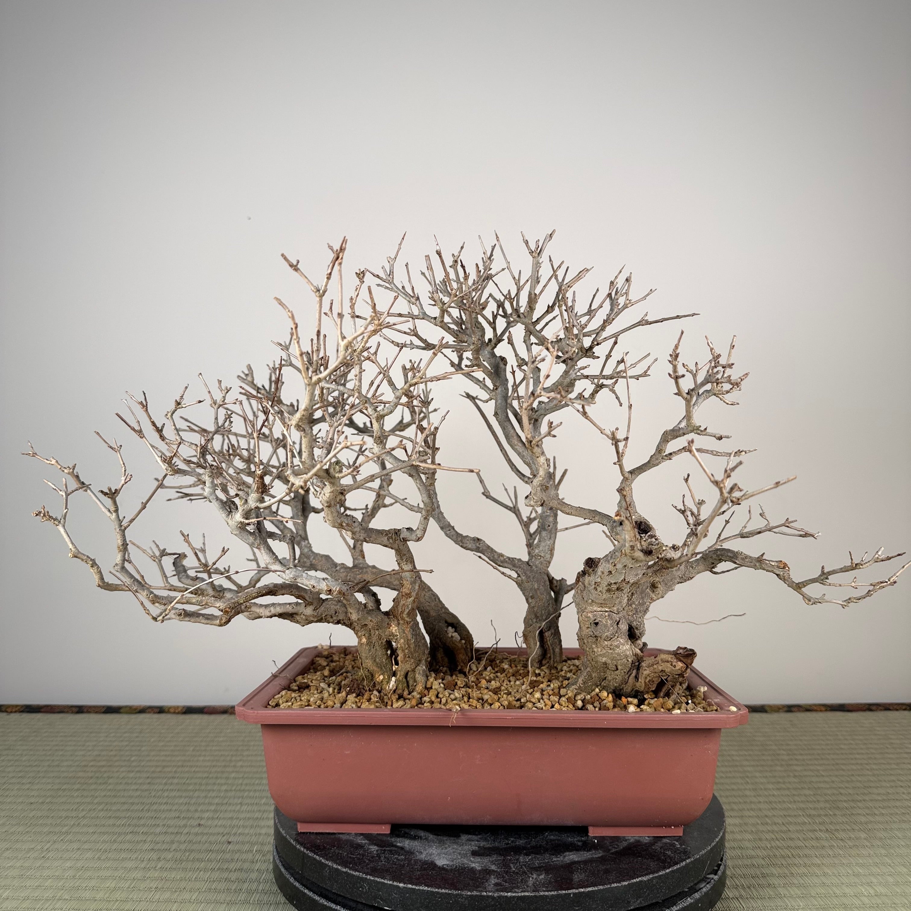 Punica granatum neji-kan