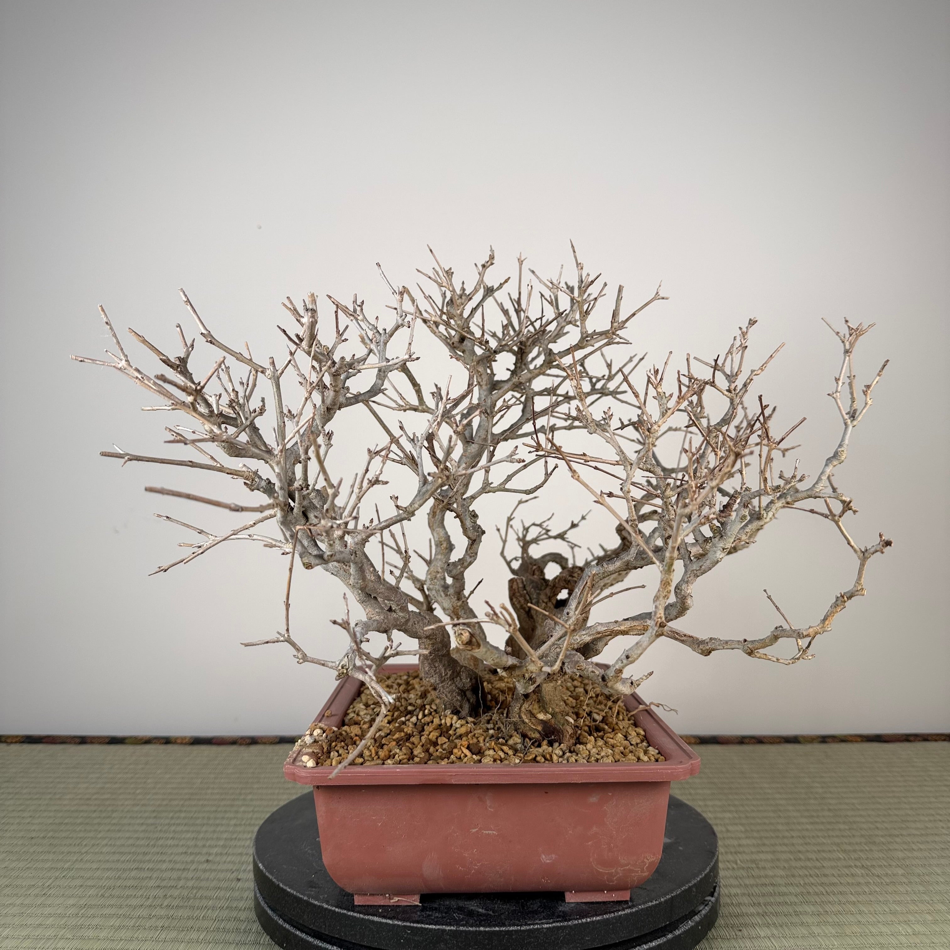 Punica granatum neji-kan