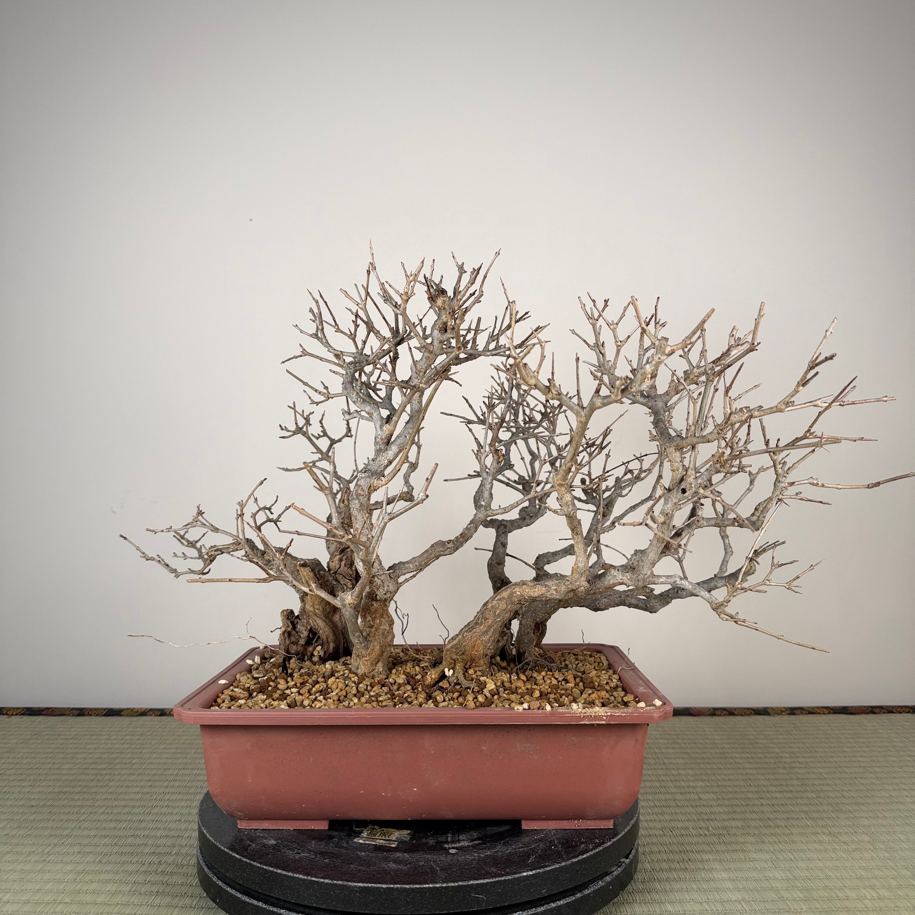 Punica granatum neji-kan