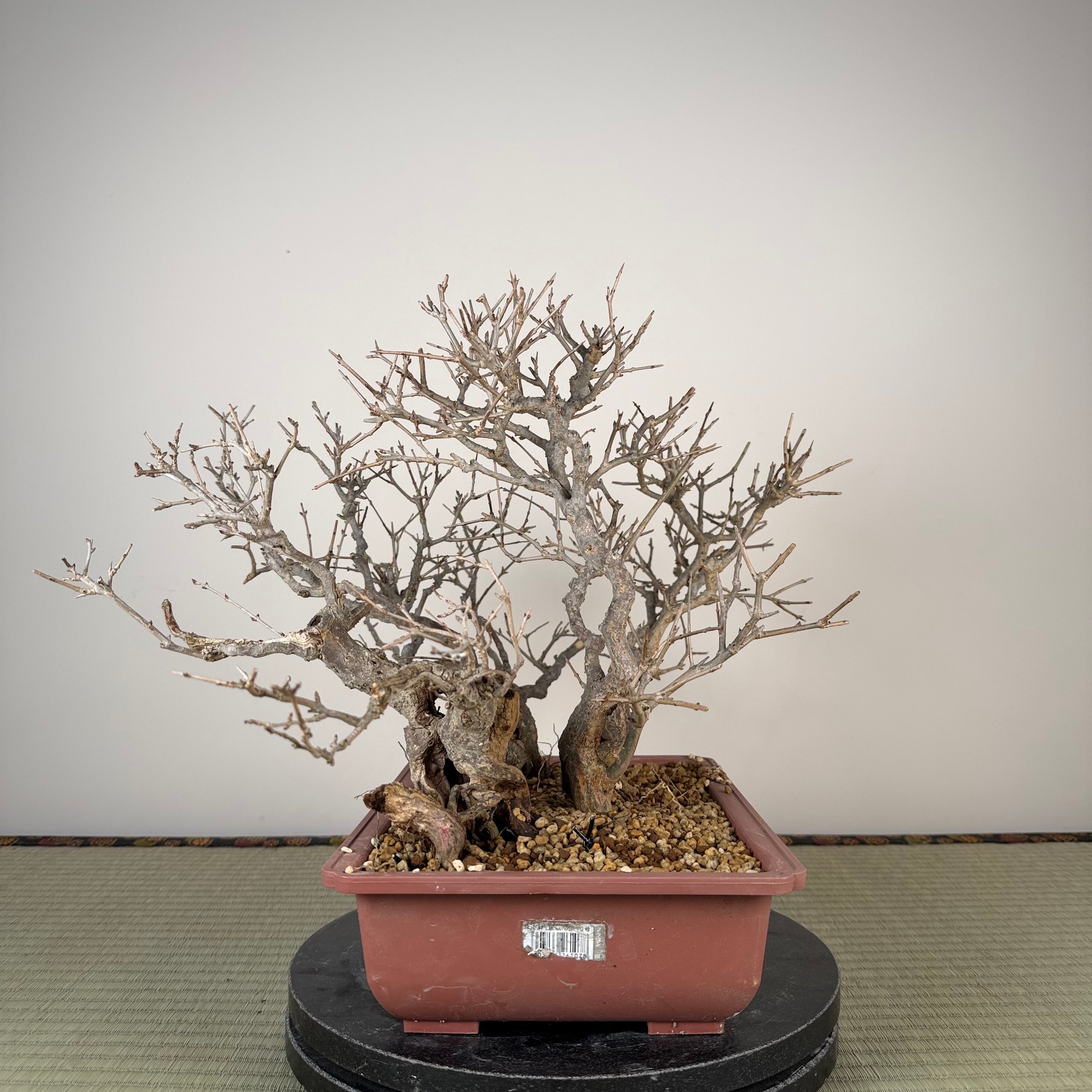 Punica granatum neji-kan