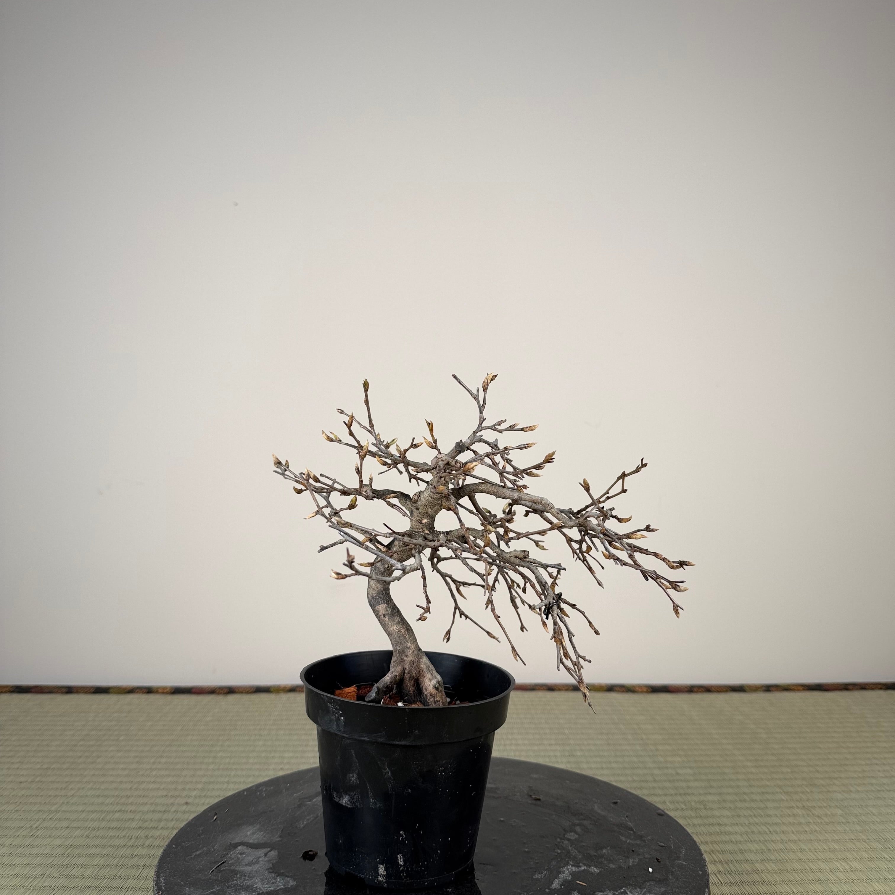 Diospyros rhombifolia