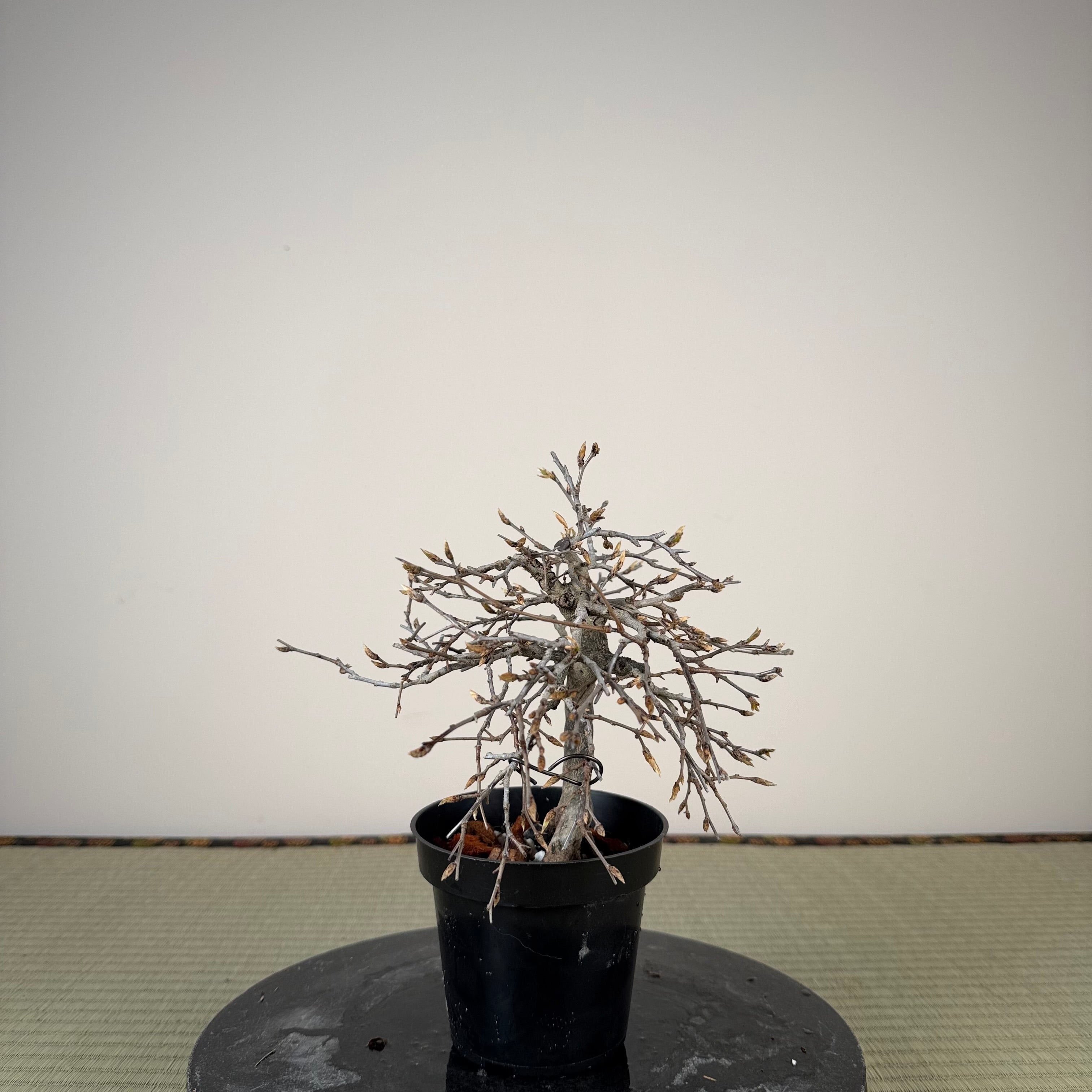 Diospyros rhombifolia