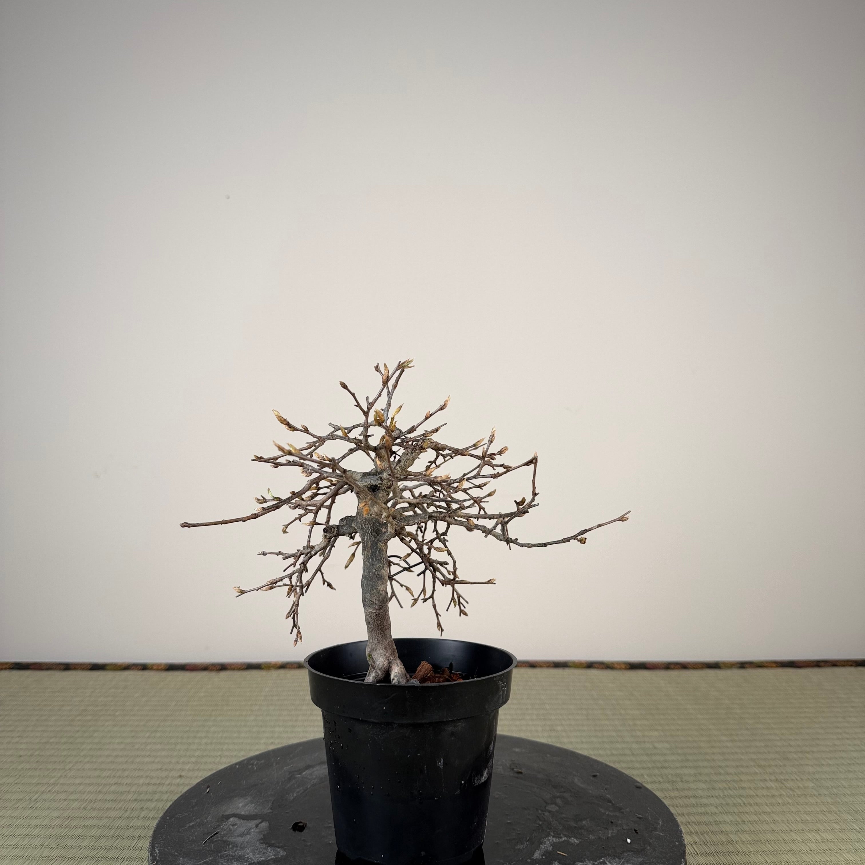 Diospyros rhombifolia