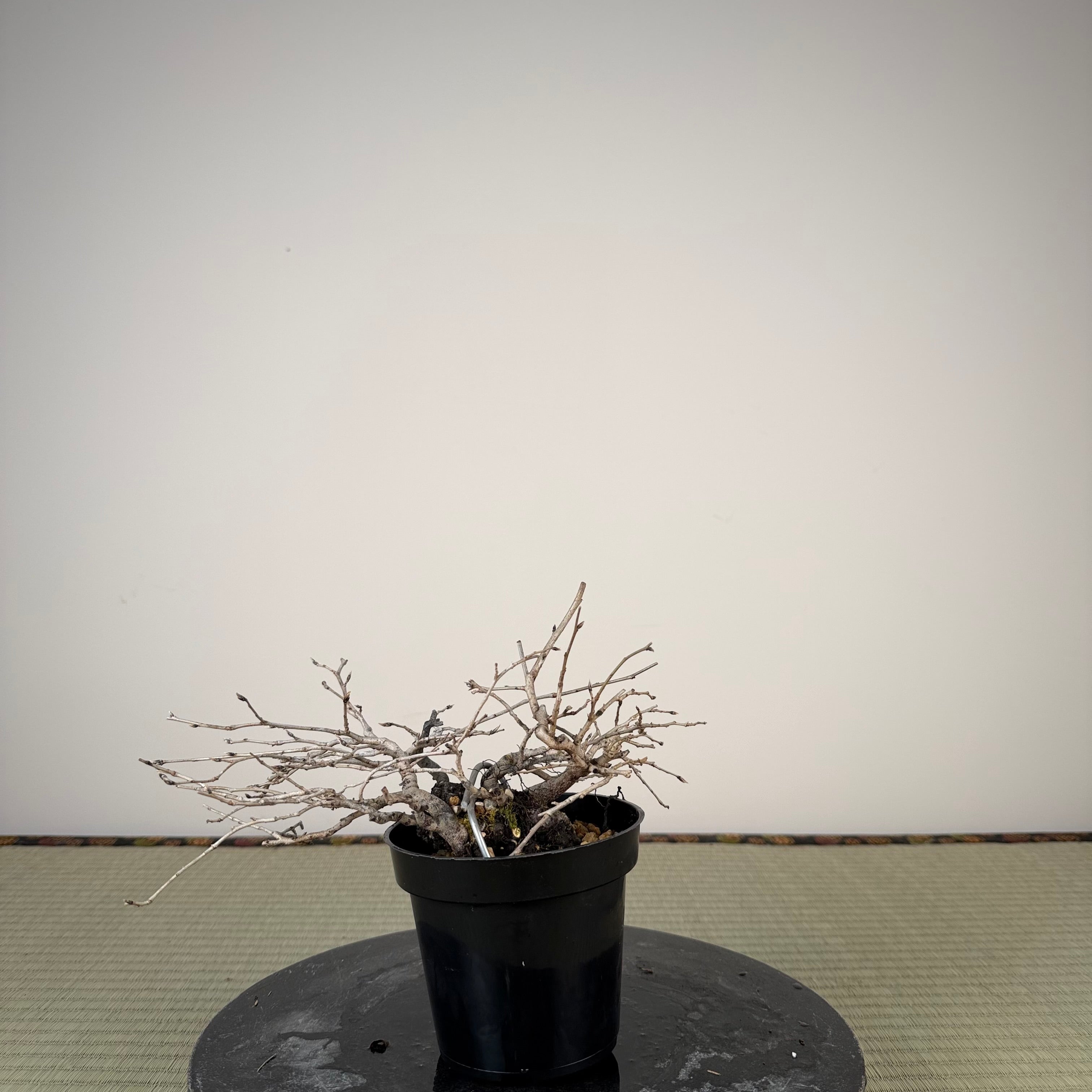 Diospyros rhombifolia