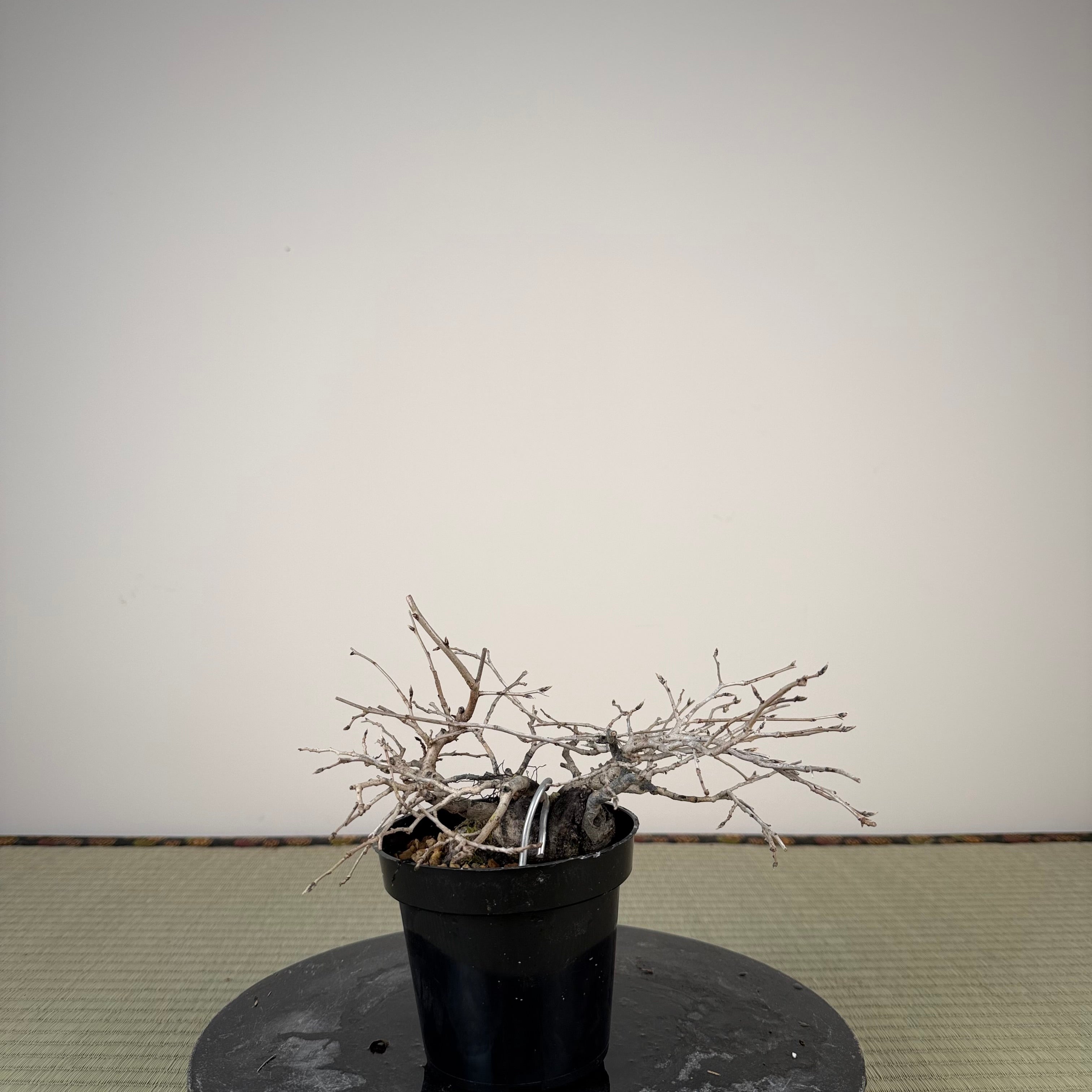 Diospyros rhombifolia