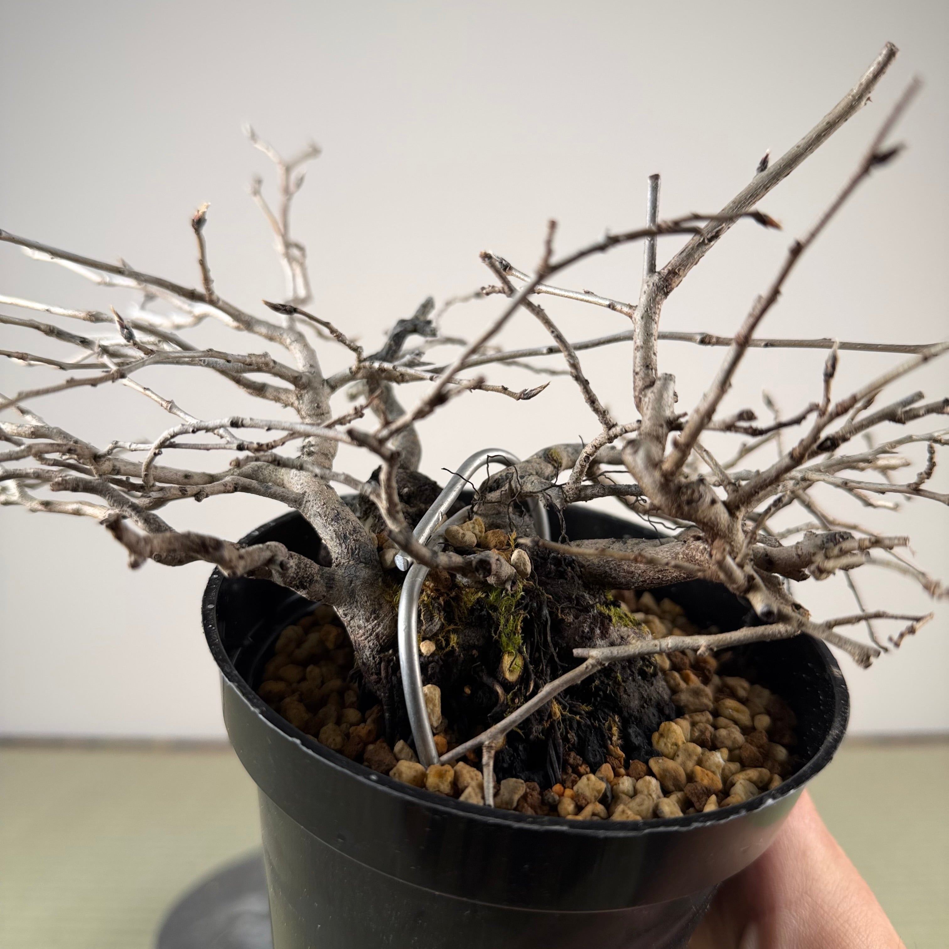 Diospyros rhombifolia